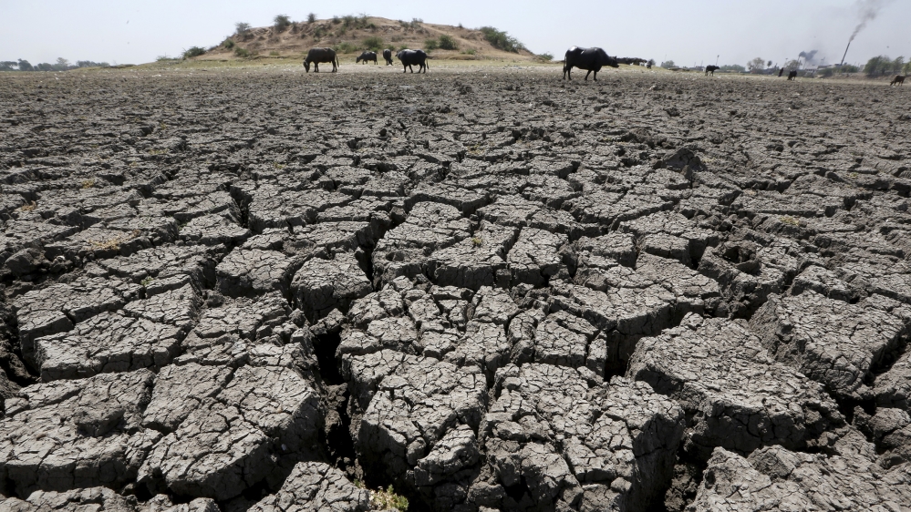 Buffalos graze in dried-up Chandola Lake in Ahmedabad, India, March 30, 2016. REUTERS/Amit Dave