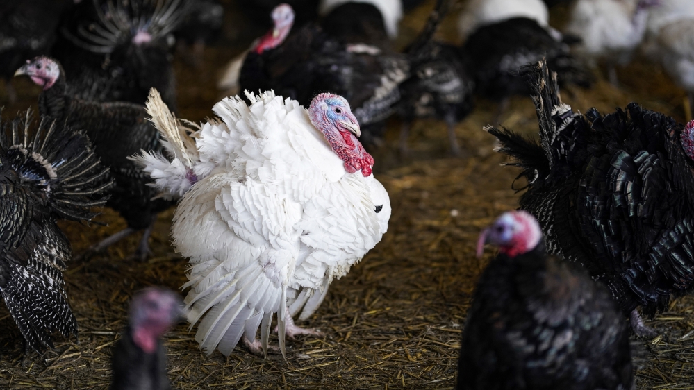 Turkey Farmers Prepare For Christmas Day