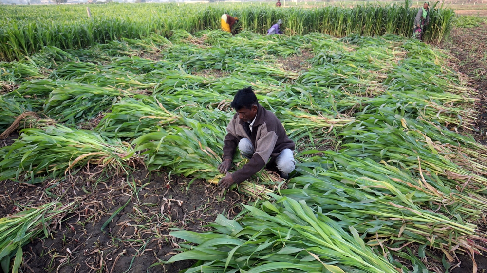 India farm