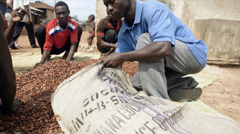 Ghana cocoa