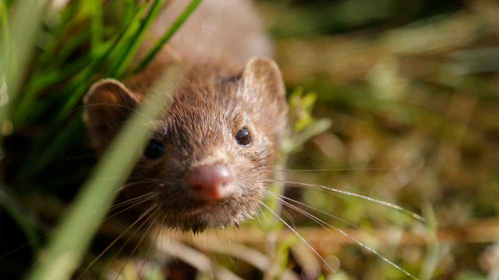 Two Dutch farms have reported infected minks