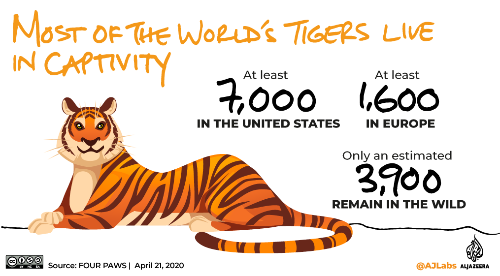 Green Read - infographic - tigers in captivity