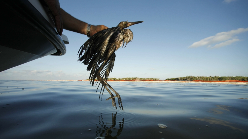 US government proposal will weaken Endangered Species Act