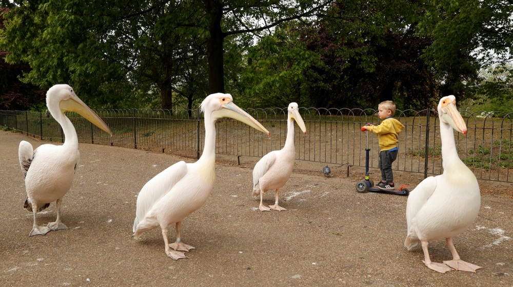 Pandemic Nature pelicans in london Reuters