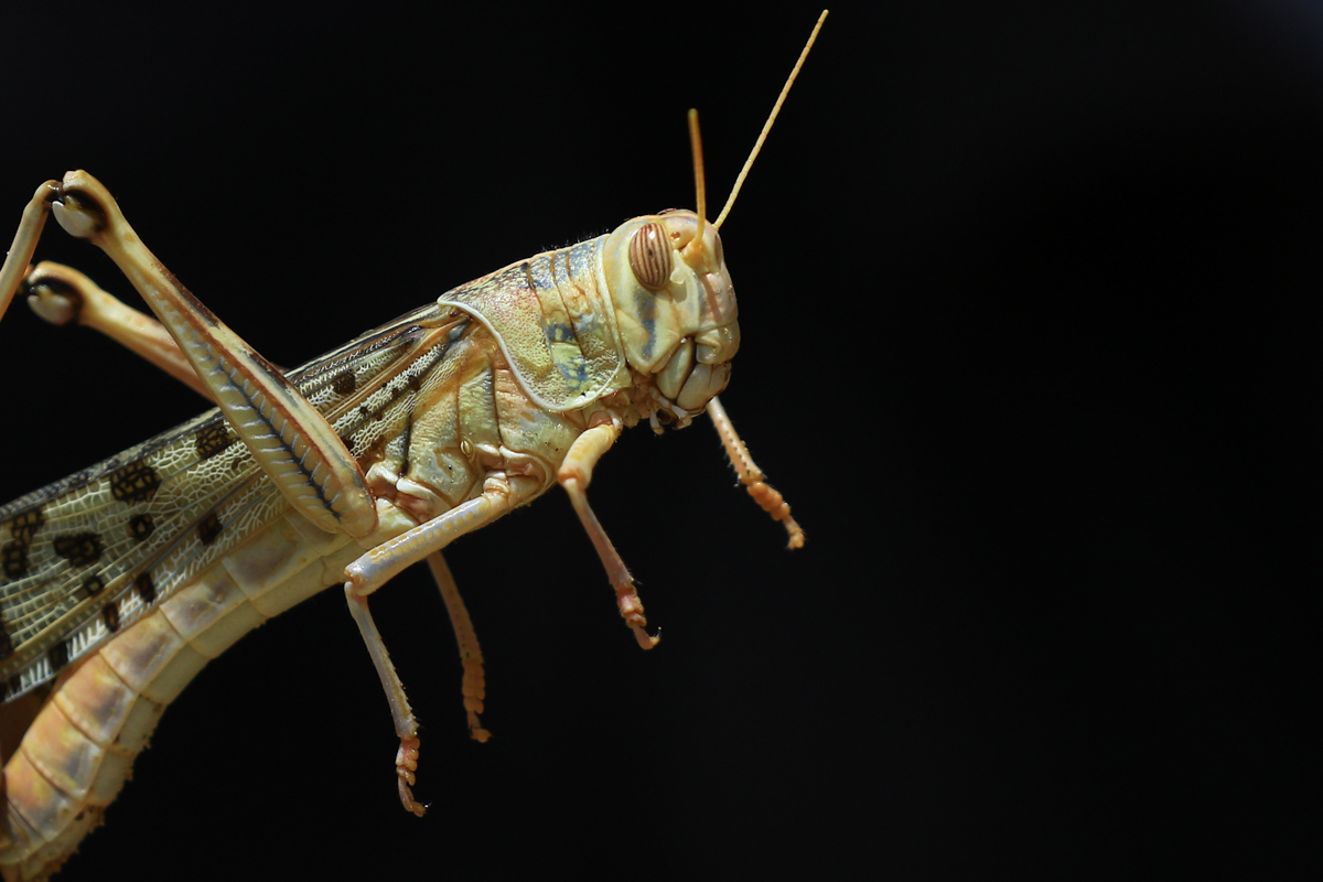 A man hold locust during the swarms of locust attack in the residential areas of Jaipur, Rajasthan, Monday, May 25, 2020. More than half of Rajasthans 33 districts are affected by invasion by these cr