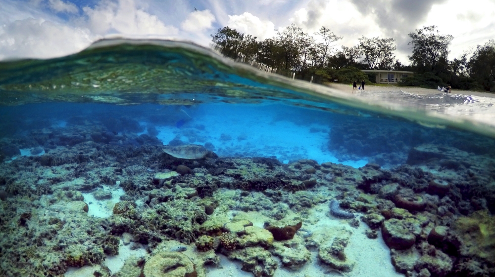 Coral reef reuters