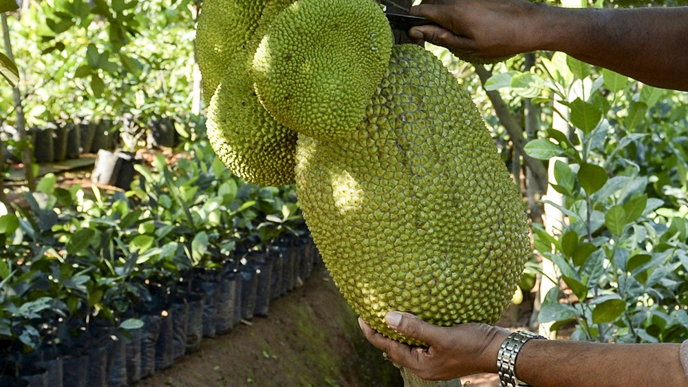 Jackfruit