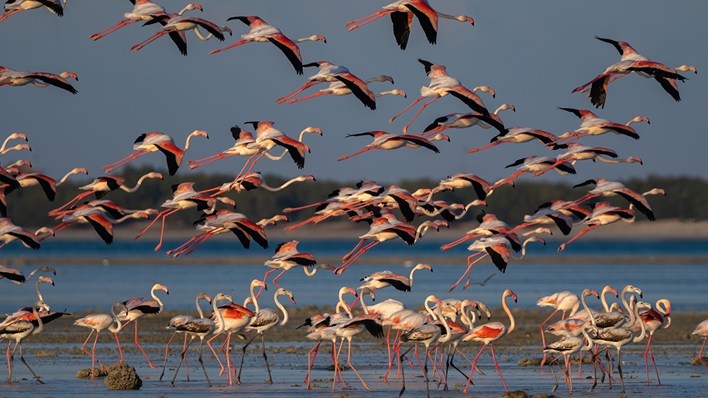 Flamingo birds on Qatar's eastern coast [File:Sorin Furcoi/Al Jazeera]