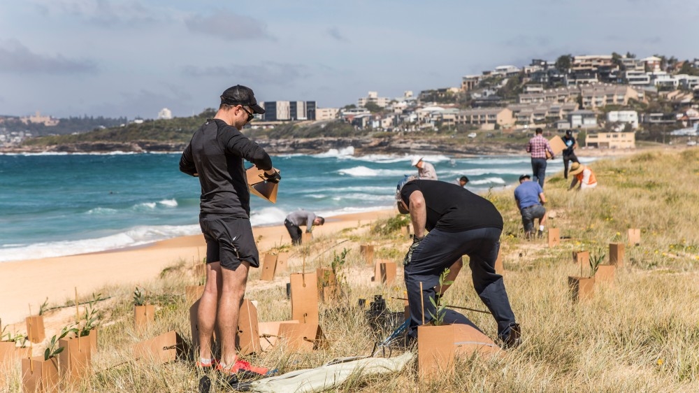 Australia beach dunes