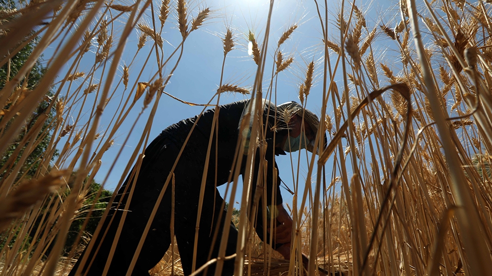 Iraq farms