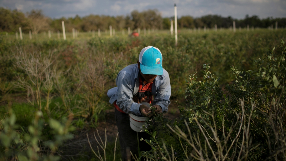 A Mexican migrant worker picks blueberries during a harvest at a farm in Lake Wales