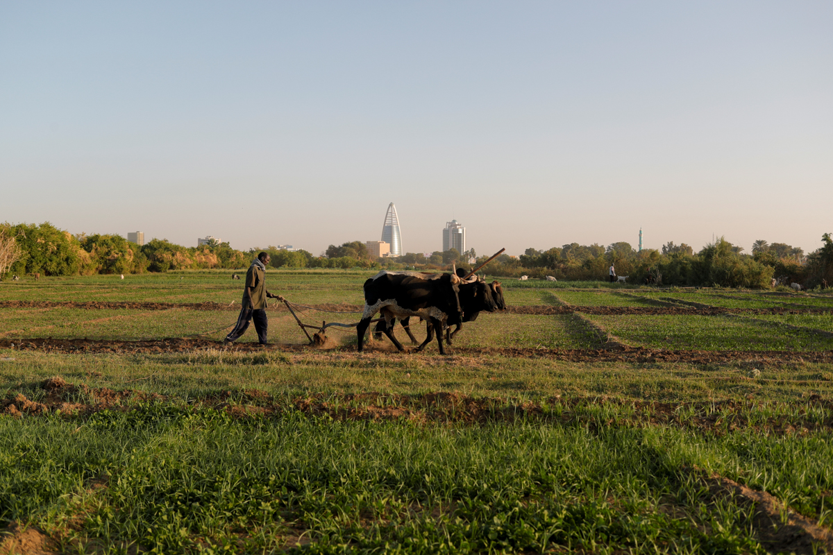 A farmer uses cows to plough a field on Tuti Island, Khartoum, Sudan, February 11, 2020. REUTERS/Zohra Bensemra SEARCH "BENSEMRA NILE" FOR THIS STORY. SEARCH "WIDER IMAGE" FOR ALL STORIES.