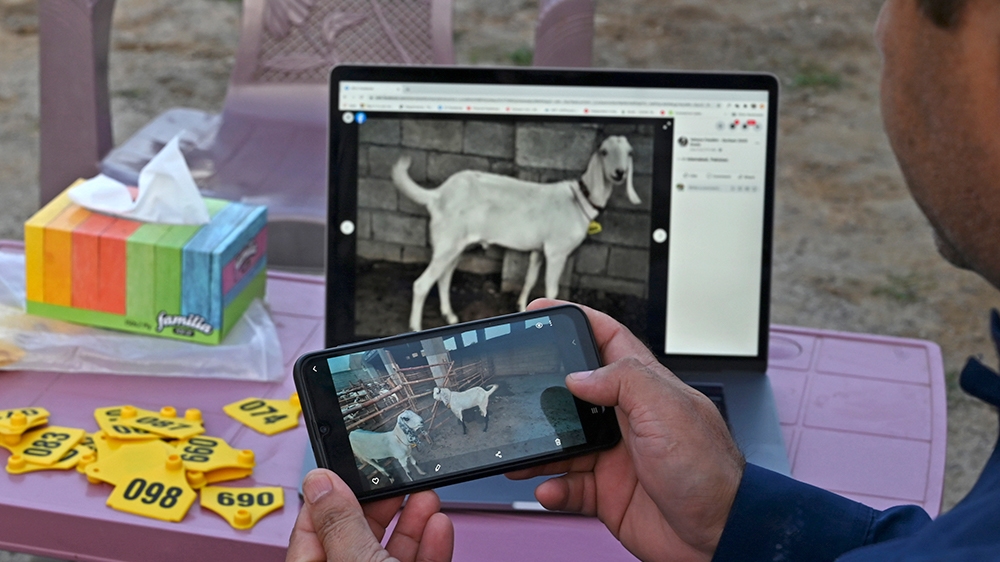 Muhammad Naeem uploads a picture of goats on his website ahead of Eid al-Adha in Islamabad, Pakistan