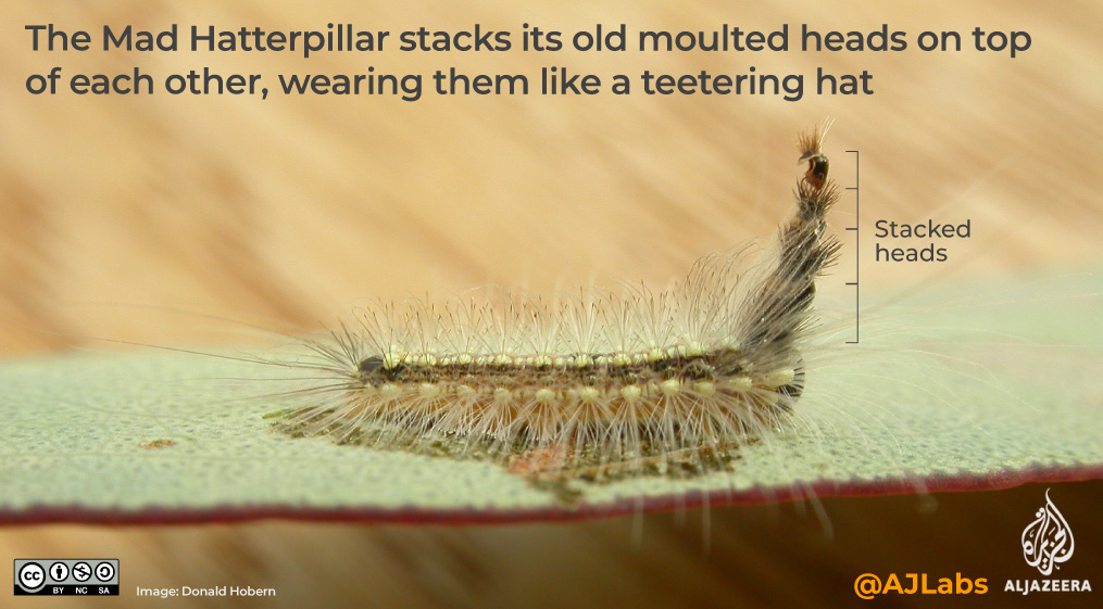 Interactive: Green read - hats