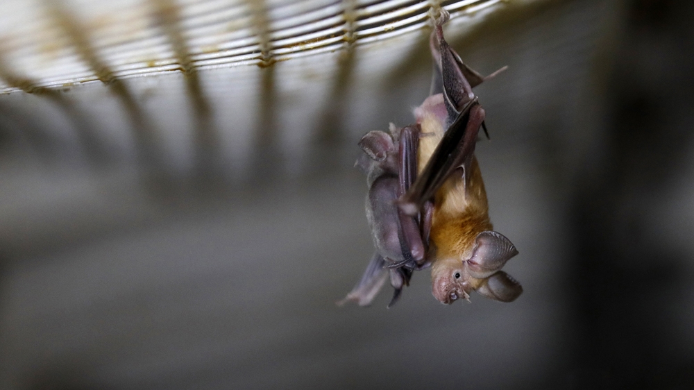 Scientists say the virus behind the COVID-19 pandemic has been circulating in bats for decades