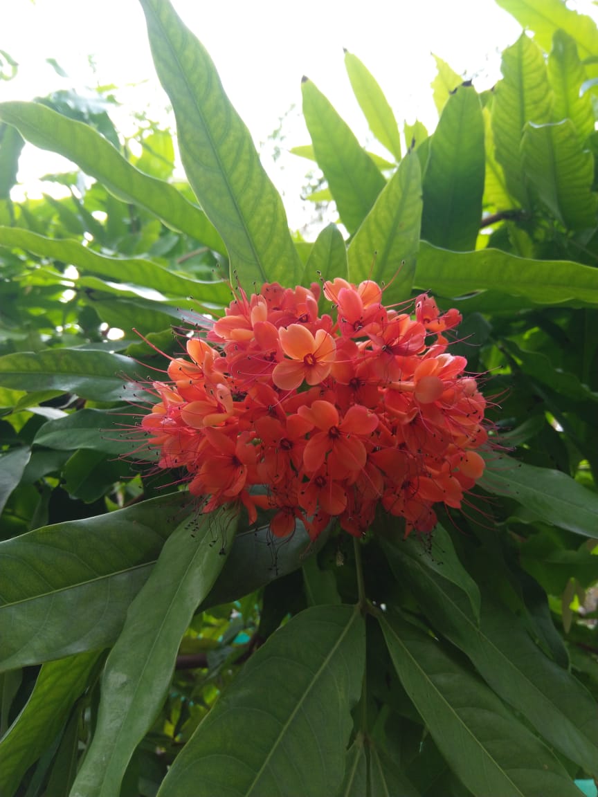 Tree walks in Chennai