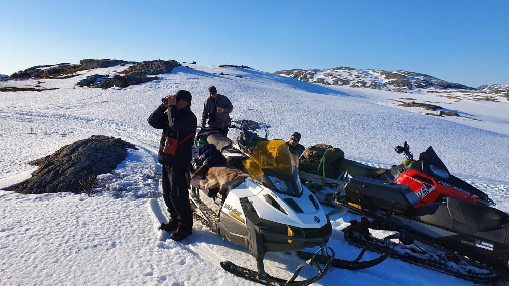 Saami herders watching over their reindeer herd