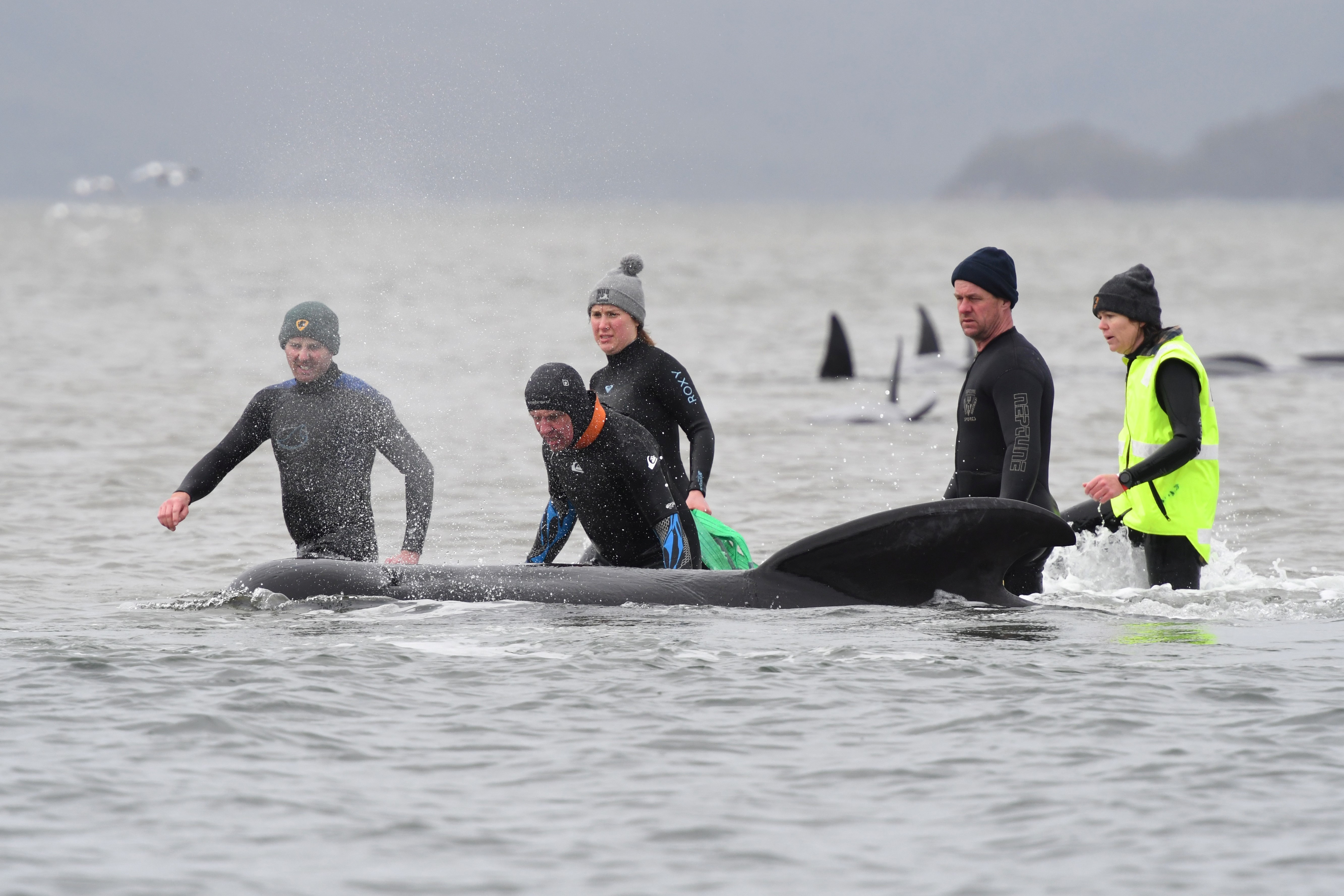 Rescue efforts to save whales stranded on a sandbar take place at Macquarie Harbour, near Strahan, Tasmania, Australia, September 22, 2020.