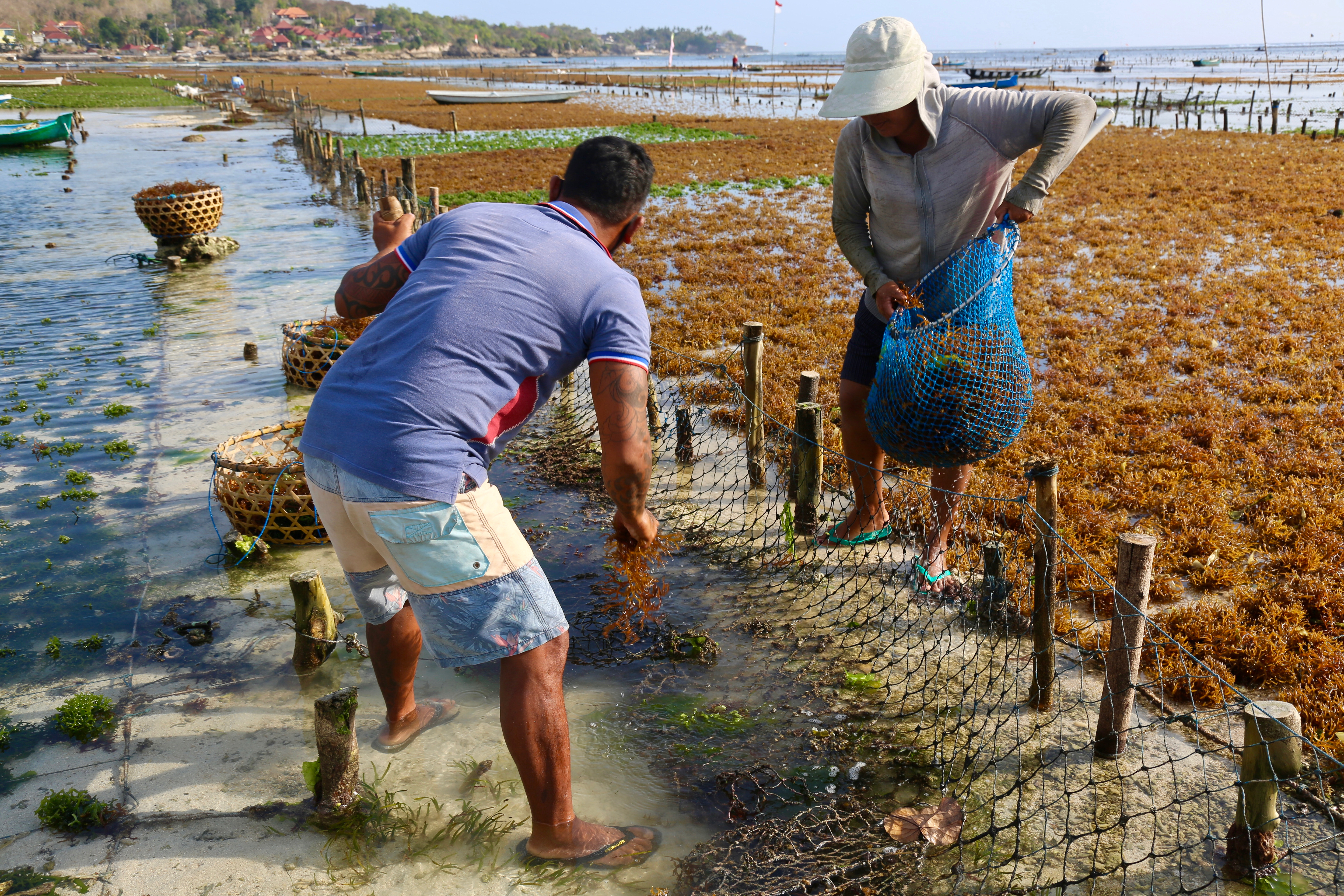 People in the Penida Archipelago have returned to seaweed farming as a result of the COVID-19 pandemic, which has kept tourists away from Bali [Ian Neubauer/Al Jazeera]