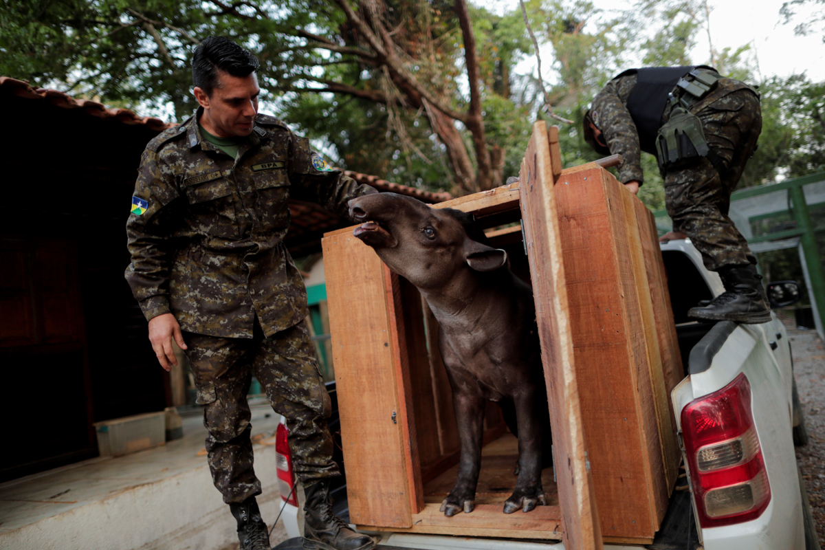 Marcelo Andreani, 40, a veterinarian of the state environmental police, examines a tapir after it was rescued from an illegal captivity at a farm and transferred to their headquarters, near Porto Velh