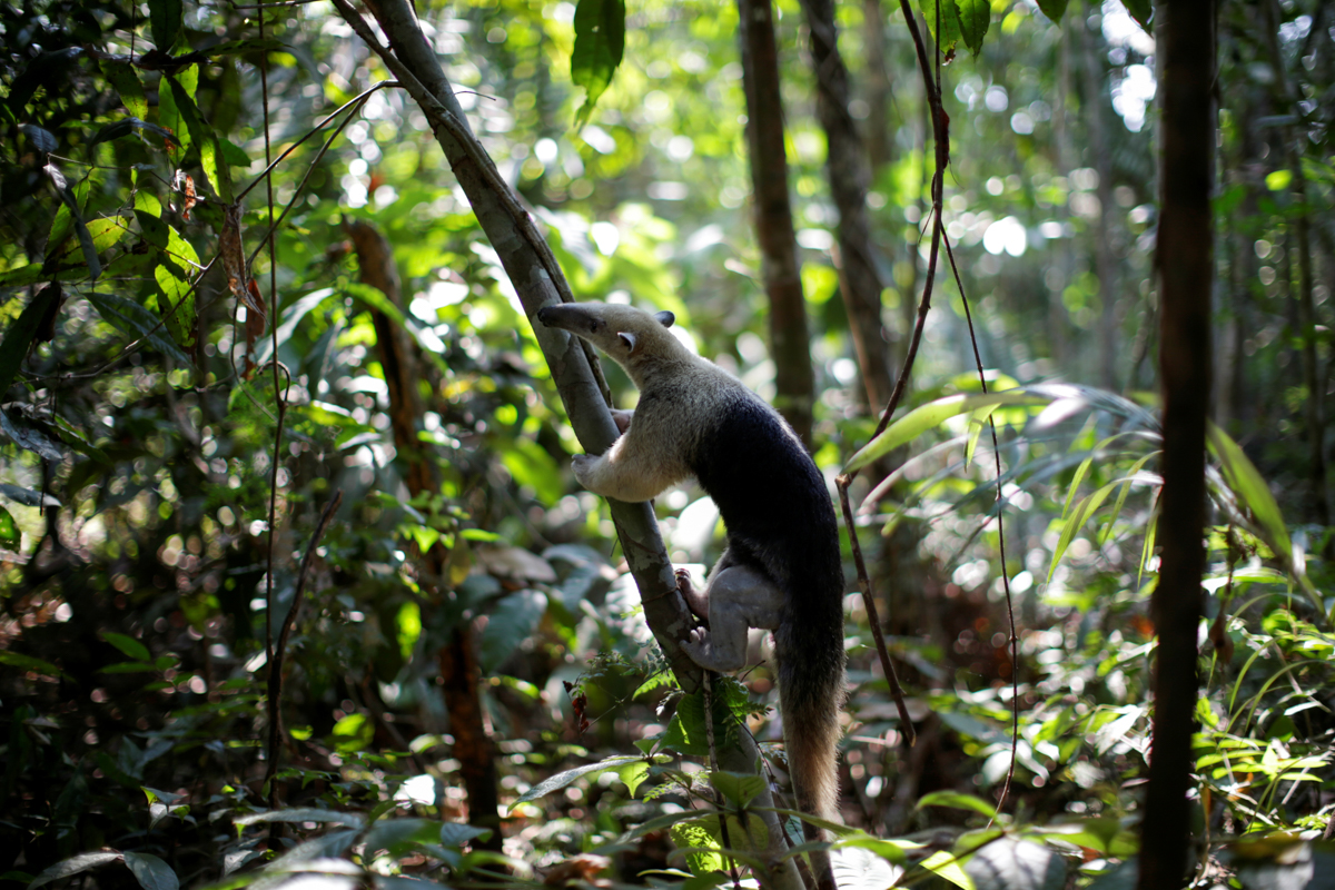 A recovered anteater is released in Amazon forest after receiving veterinary treatment by a veterinarian of the state environmental police Marcelo Andreani and the owner of the veterinary clinic Clini