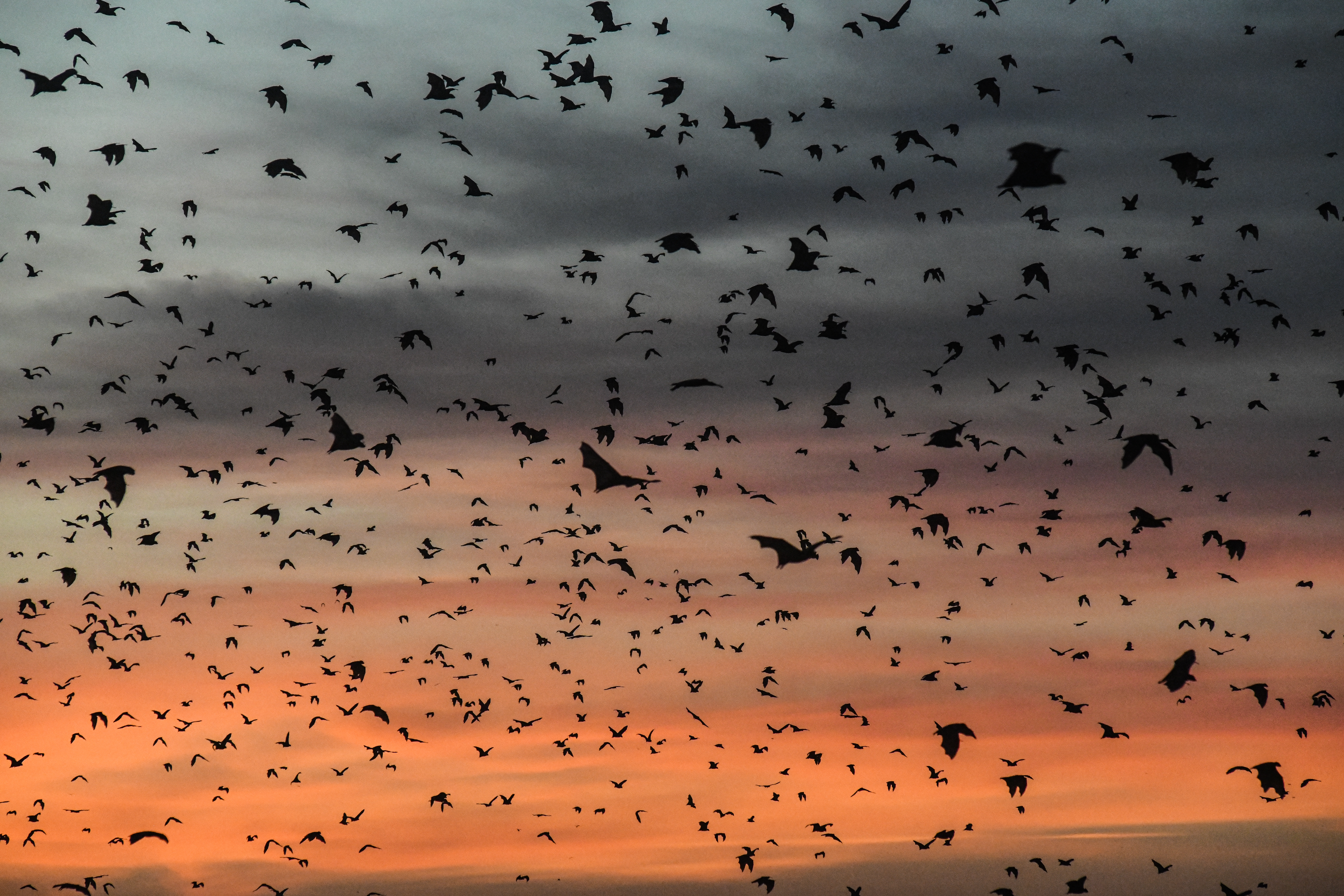 Straw coloured fruit bats at Kasanka National Park, Zambia [Georgina Smith/Al Jazeera]