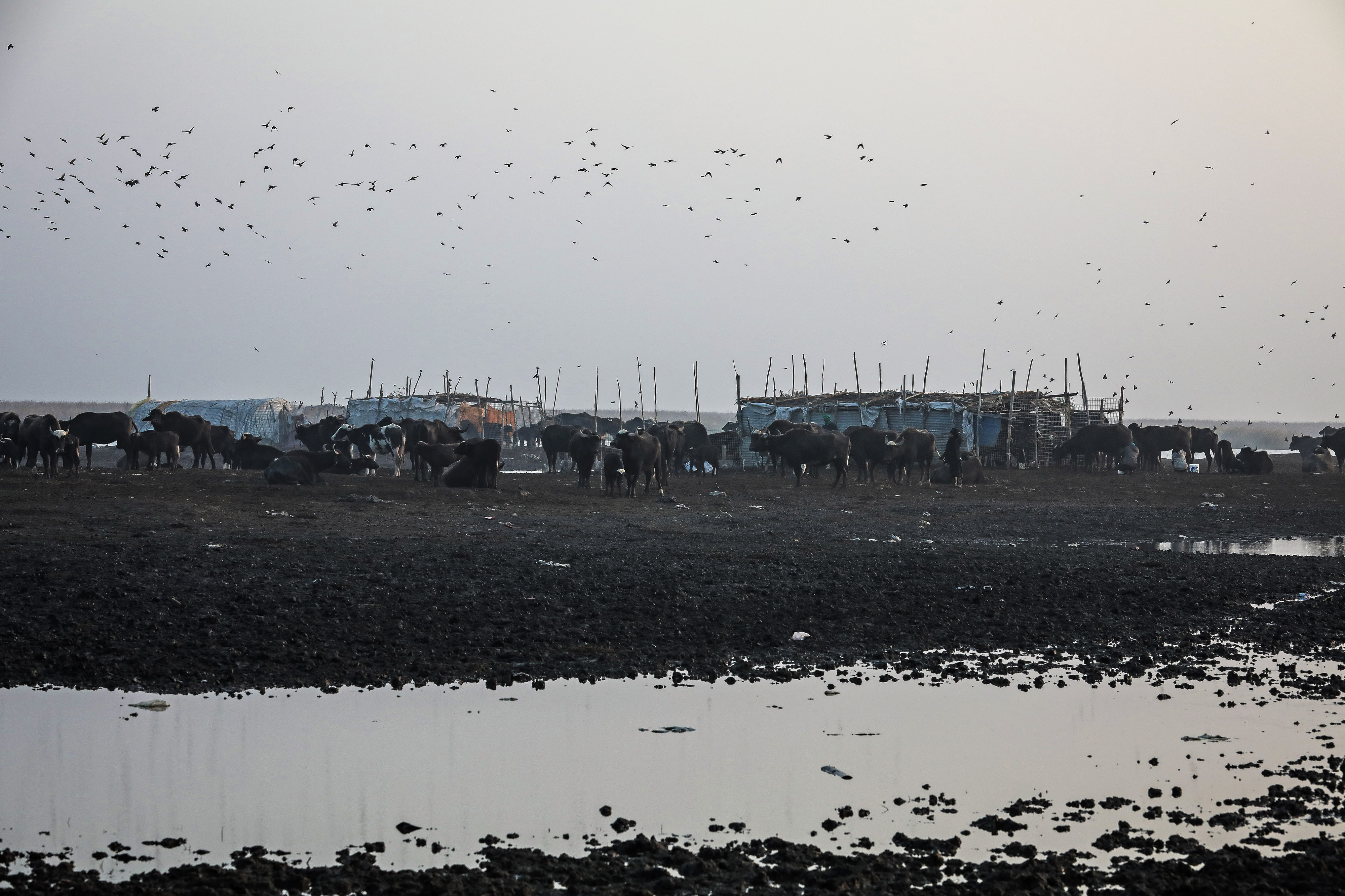 Significant sections of the biodiverse Mesopotamian Marshes, a recognised UNESCO World Heritage Site located in southern Iraq and southwestern Iran, have been partially drained to reclaim land for agriculture or oil exploration in recent decades. Photo taken in Nasiriya, Iraq on December 24, 2020 [Murtadha Al-Sudani/Anadolu Agency]