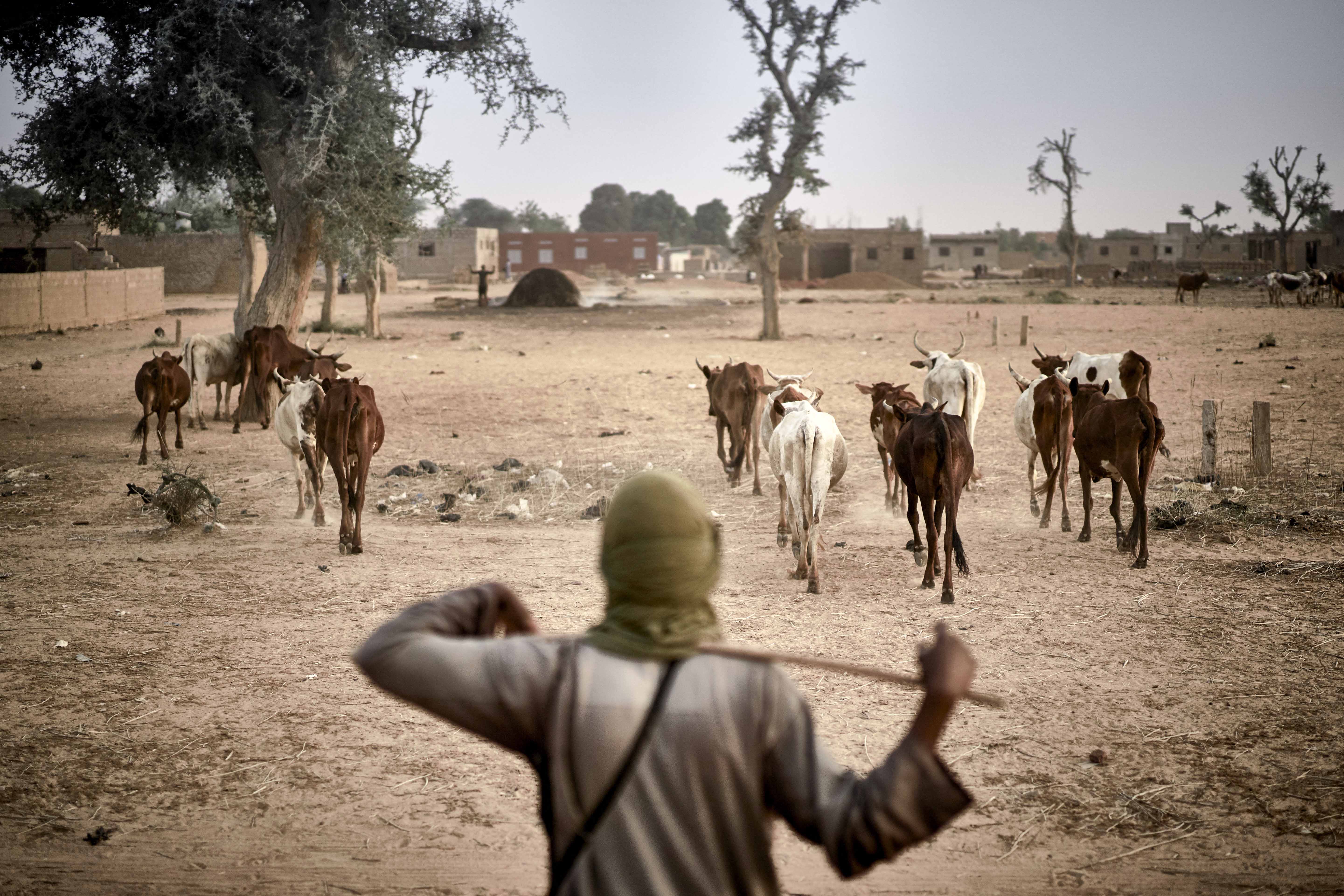 A Fulani herder leads his livestock to graze in the fields between Sevare and Mopti in central Mali on March 18, 2021 [AFP/Michele Cattani]