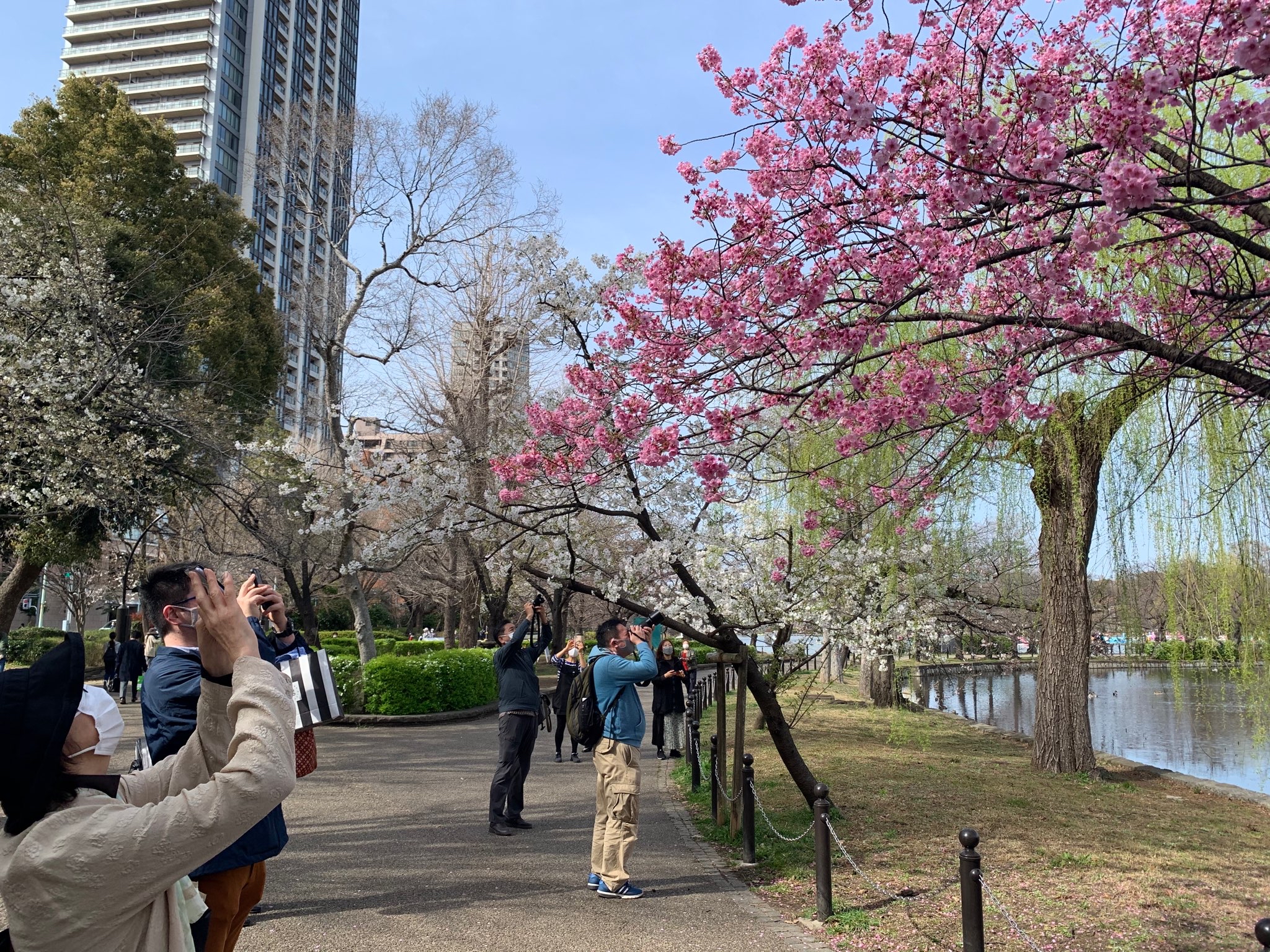 Amid the continuing COVID pandemic, Japanese are being encouraged to keep moving when they view the cherry blossoms this year [Shane Gibbons/Al Jazeera]