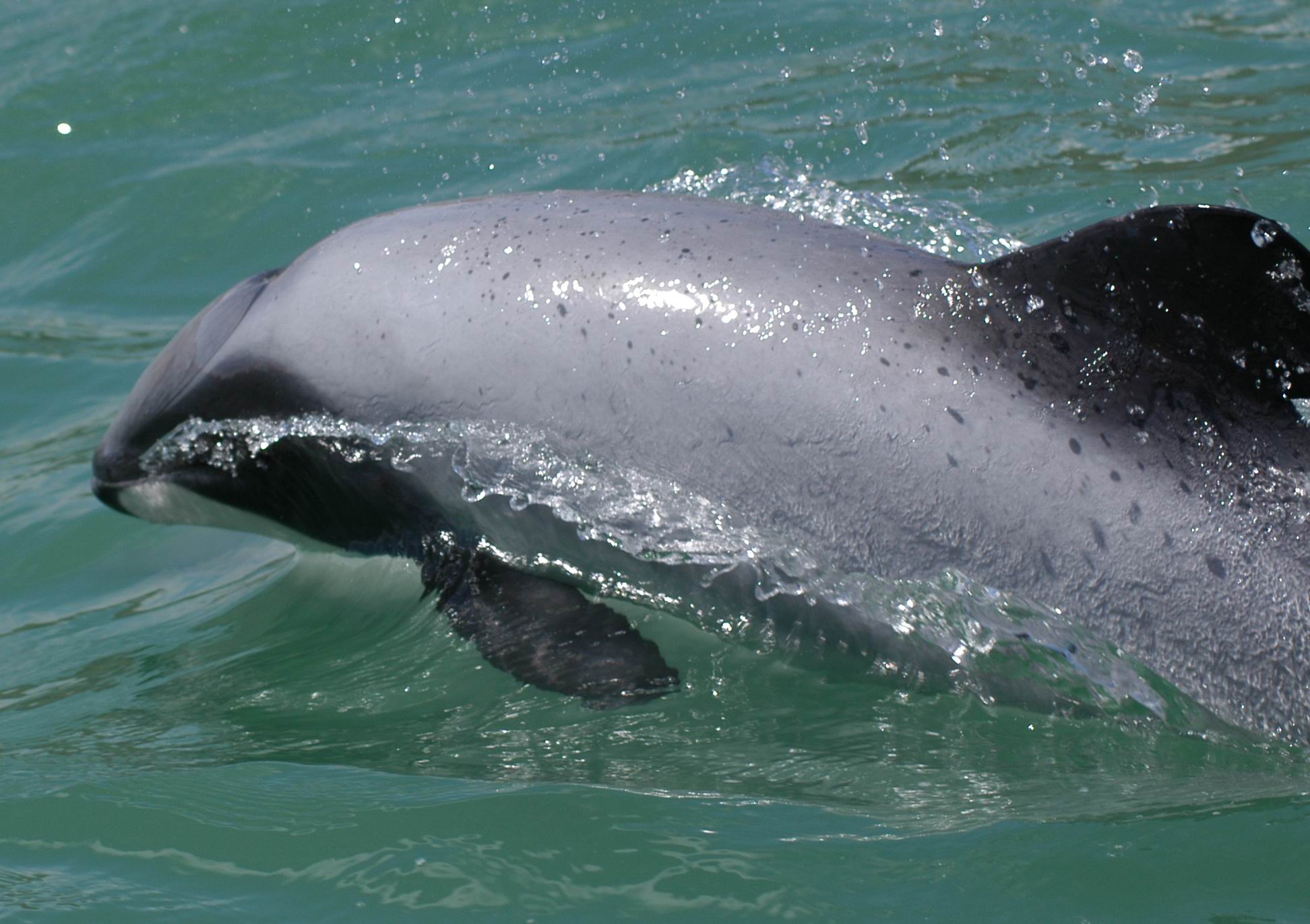 There are just 63 Maui dolphins left in New Zealand [Courtesy Silvia Scali]