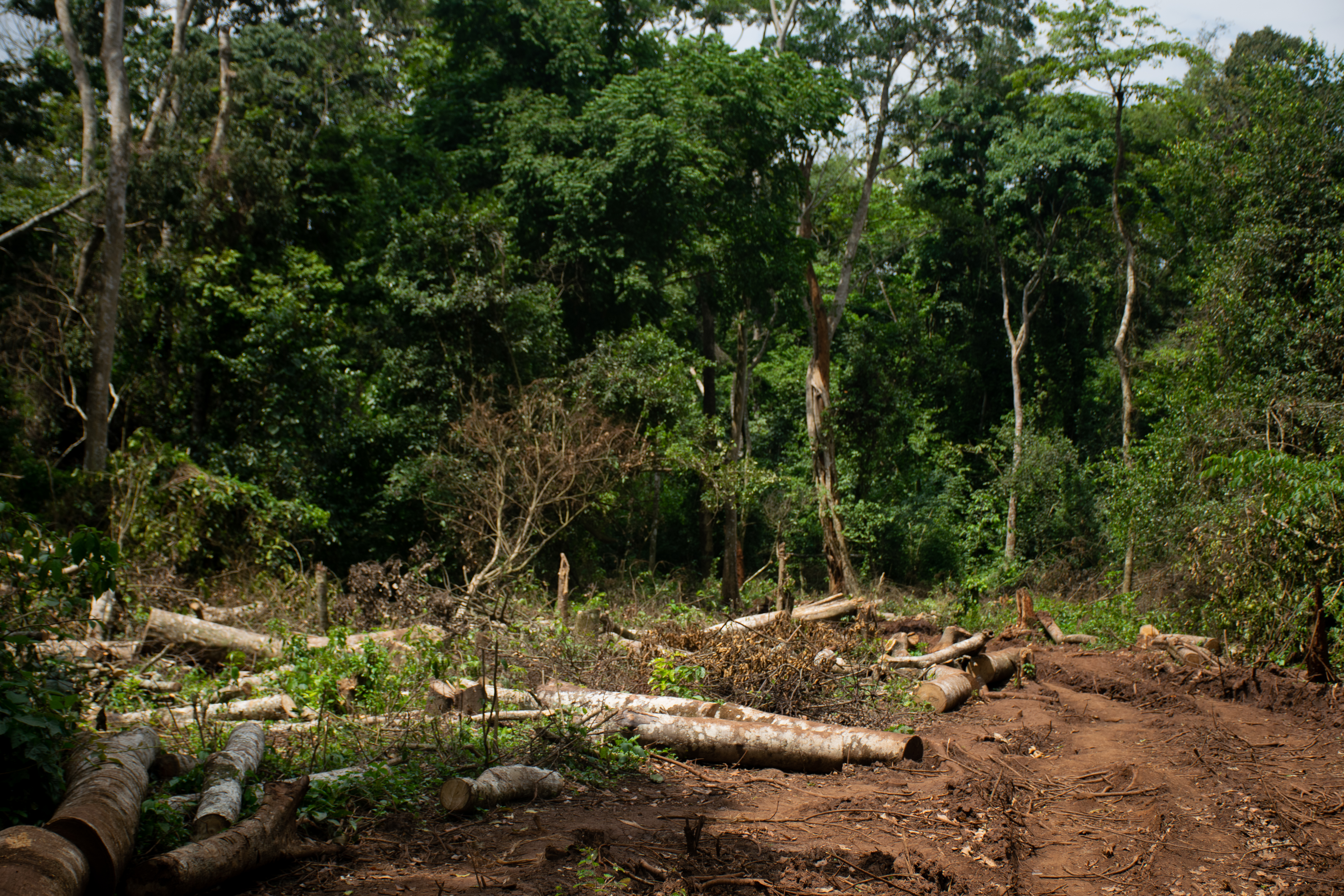 Deforestation is continuing in Bugoma Forest, Uganda’s largest remaining block of natural tropical woodland