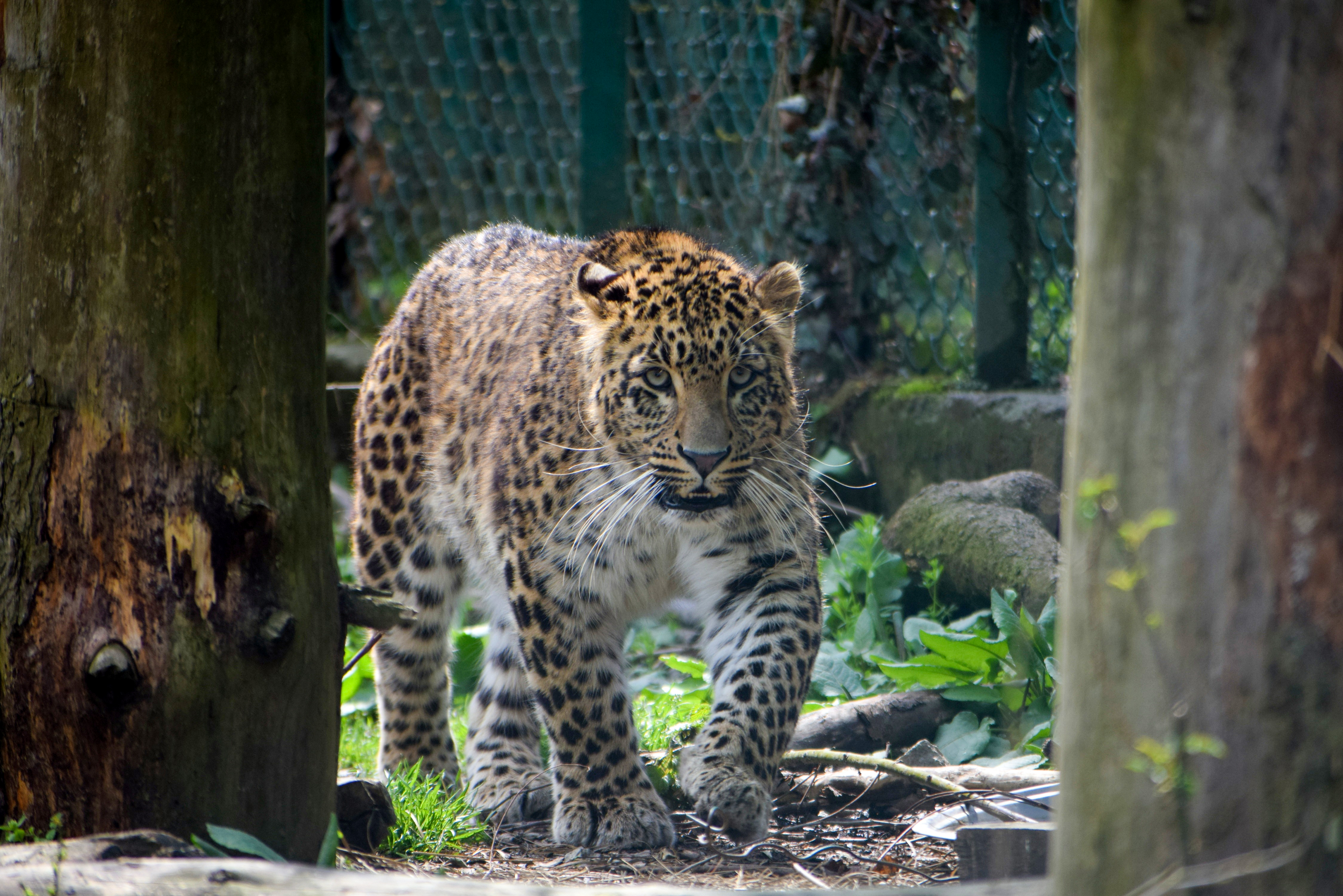 Leopard attacks have increased in Indian-administered Kashmir during the COVID-19 pandemic [Basit Zargar/Al Jazeera]