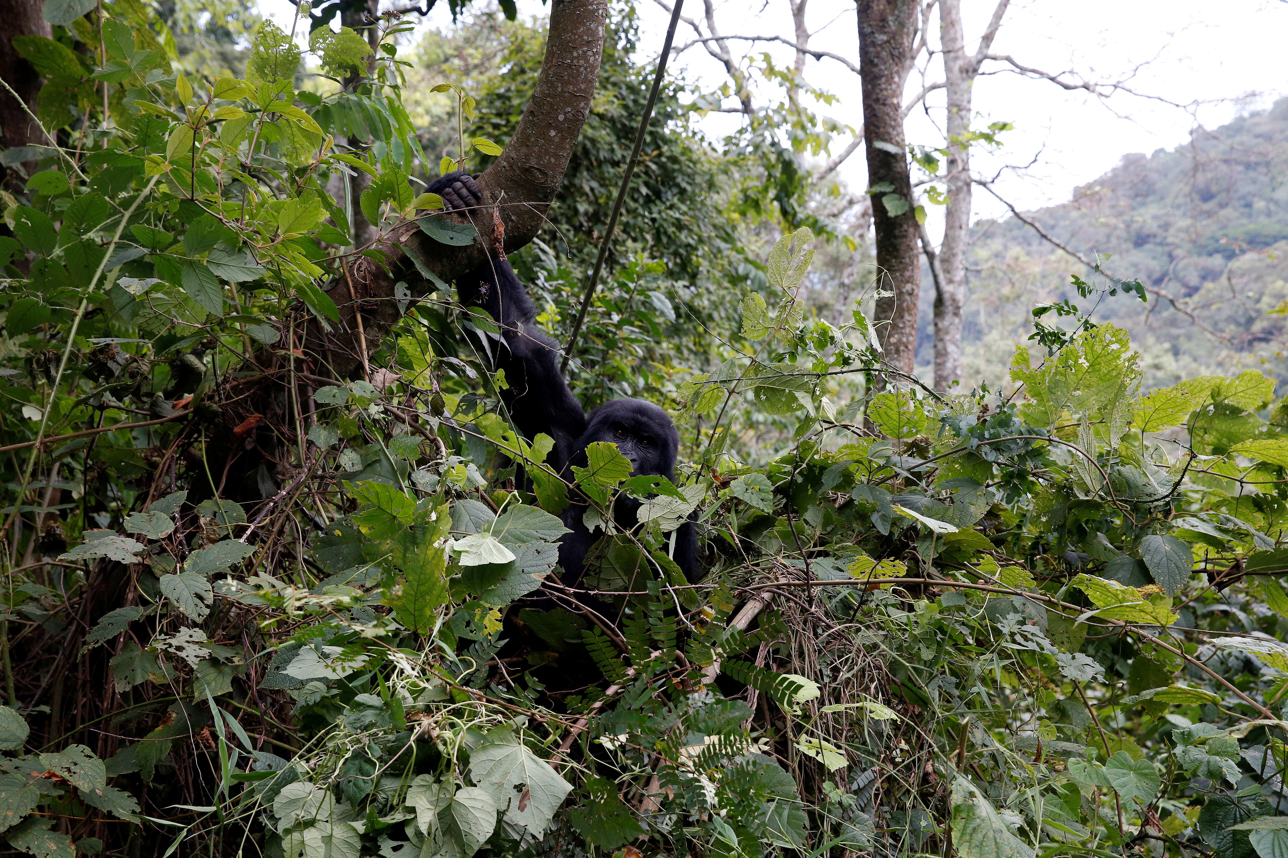 A report last year said Uganda’s total forest area was 9 percent of the country’s land size, compared with 24 percent forest cover in 1990