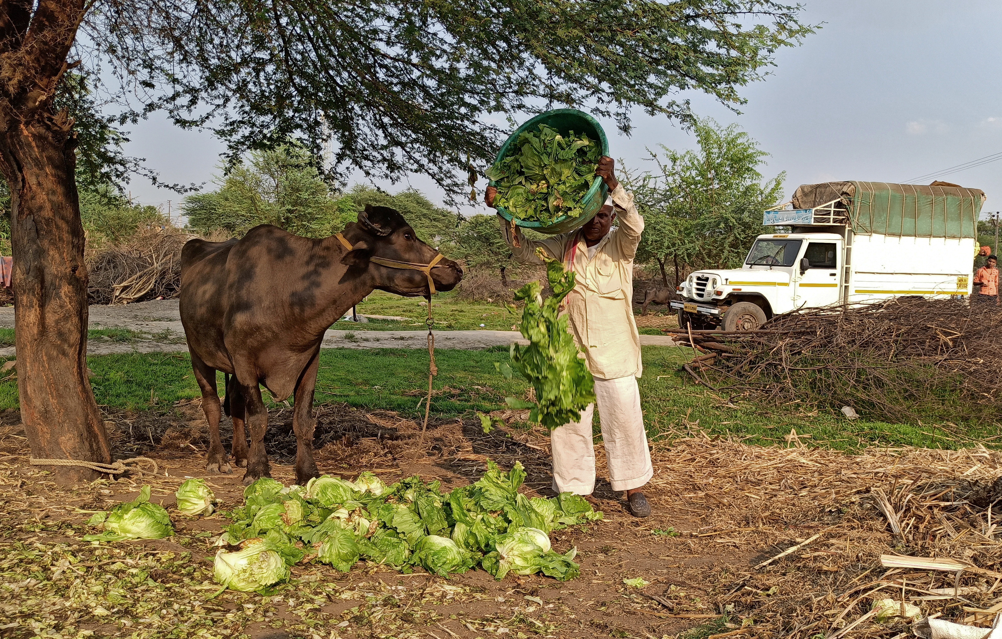 A farmer feeds iceberg lettuce to his buffalo during a 21-day nationwide lockdown to slow the spreading of coronavirus disease, at Bhuinj village in Satara district, Maharashtra