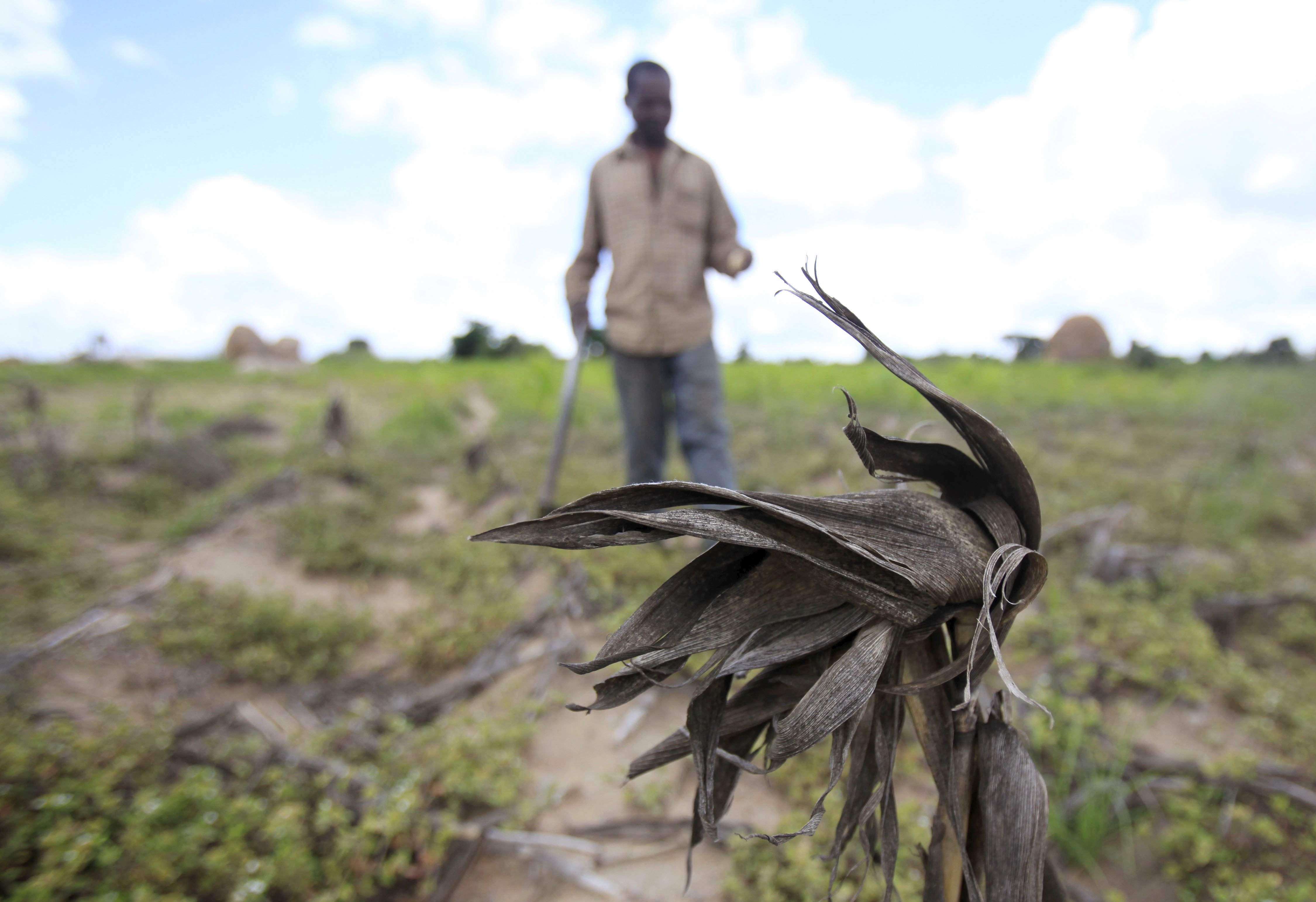 A Zimbabwean farmer walks through his maize field outside Harare [File: Philimon Bulawayo/Reuters]