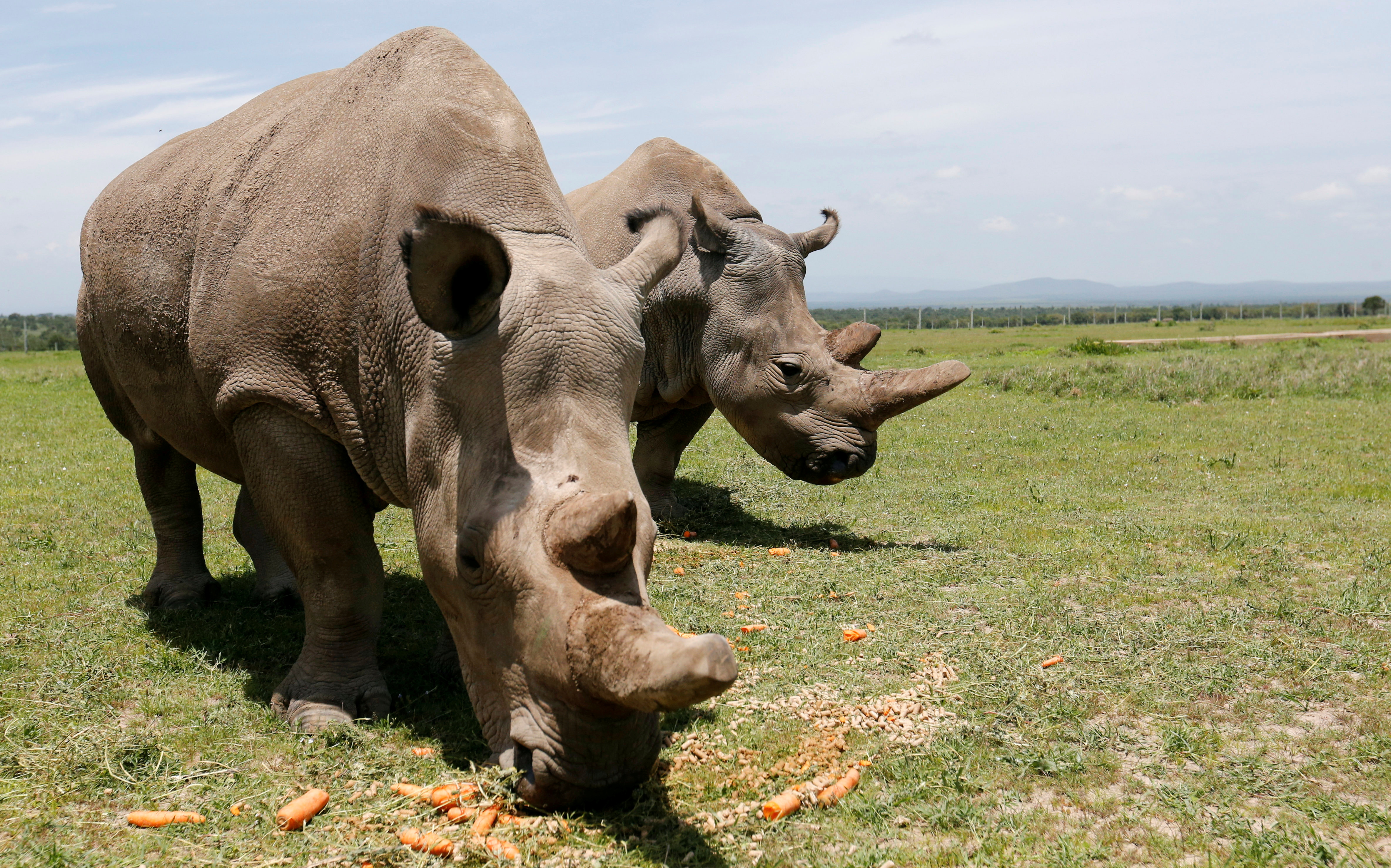 Rhinos walking and grazing.