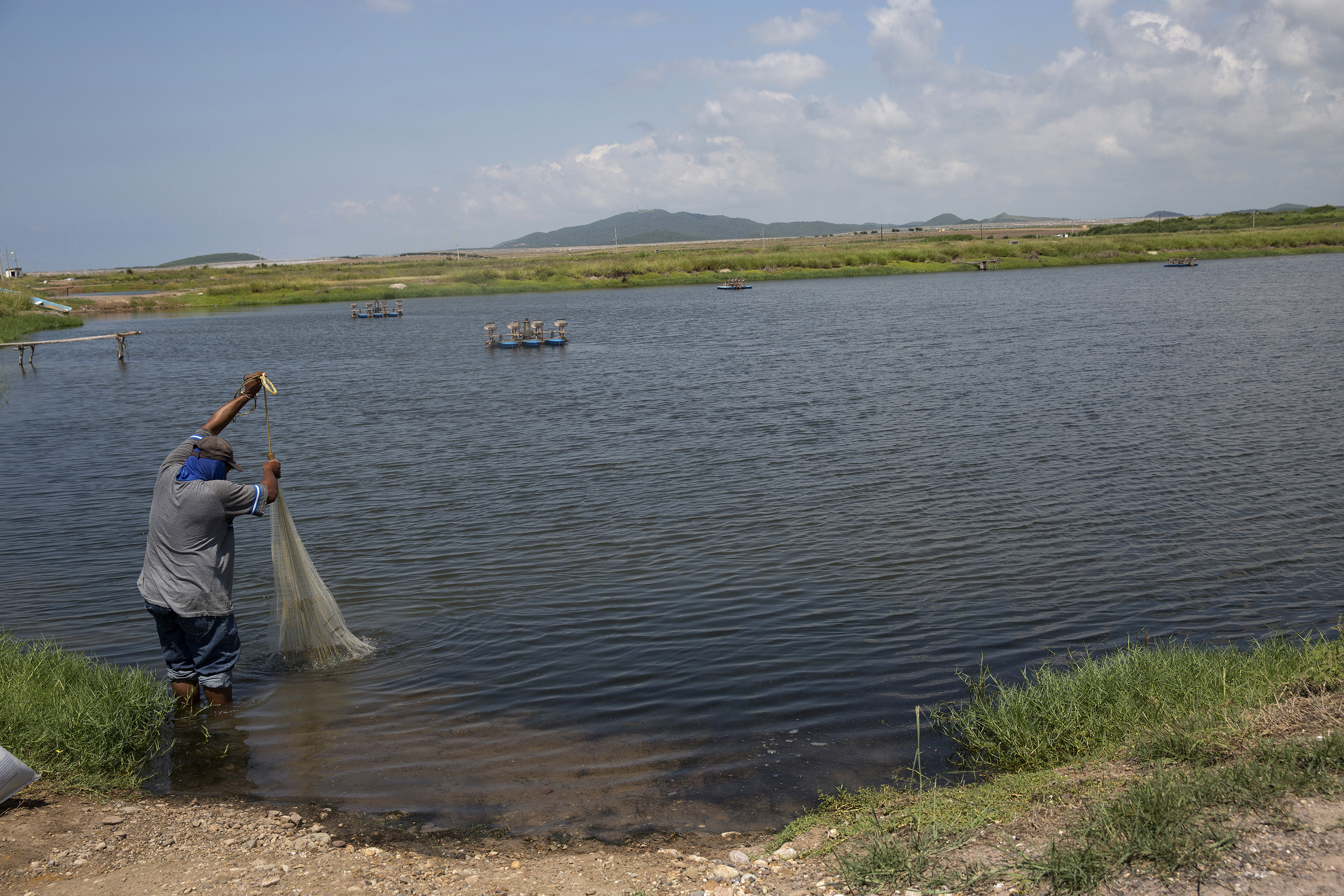 A worker captures shrimp in a net from an open sky pond at the Don Pepe Aquaculture Shrimp Farm in La Cruz, Mexico, on Monday, September 28, 2015 [Susana Gonzalez/Bloomberg via Getty Images]