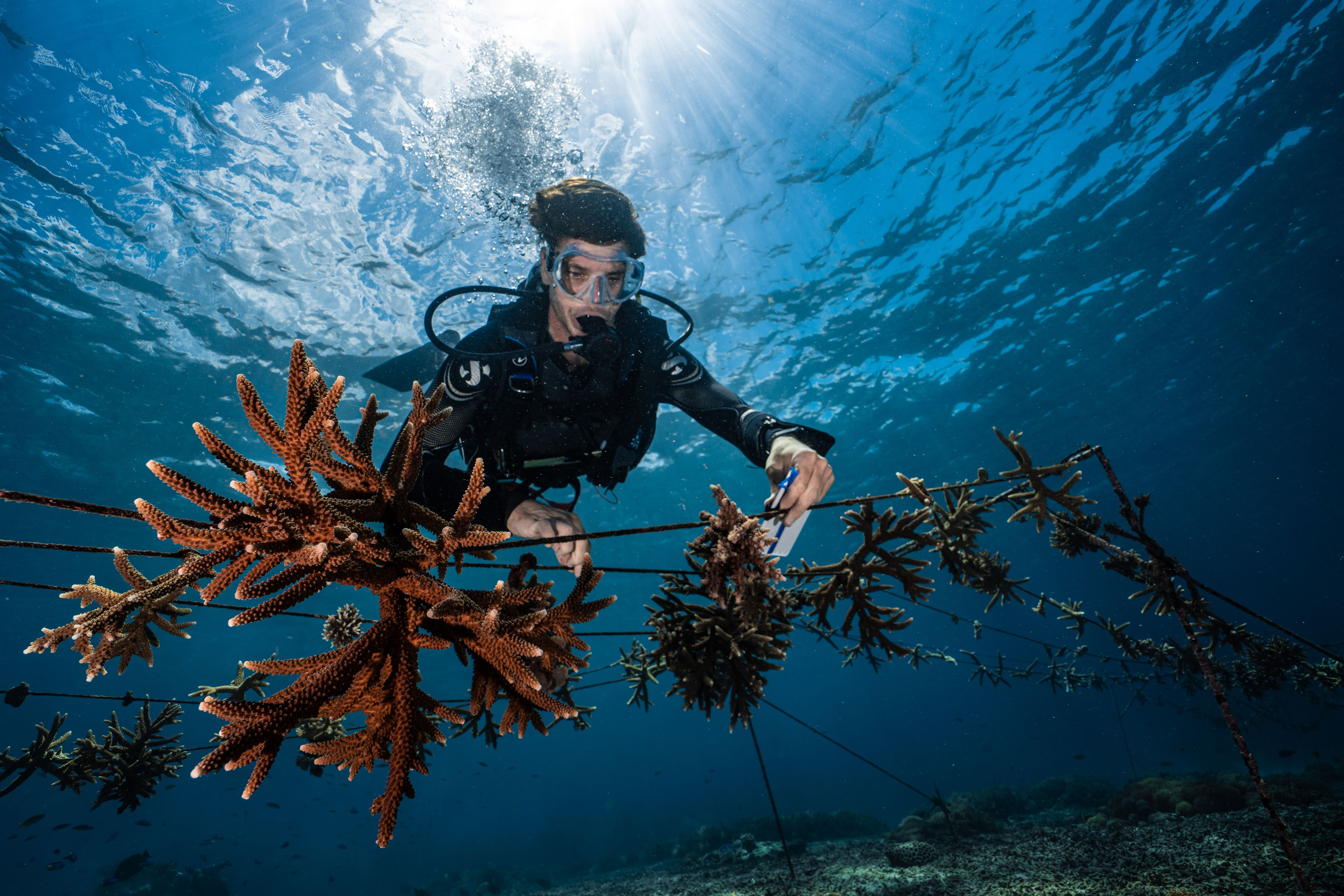 Marine Biologist Andrew Taylor working on coral nursery ropes at the Nusa Penida pilot project [Ollie Clark]