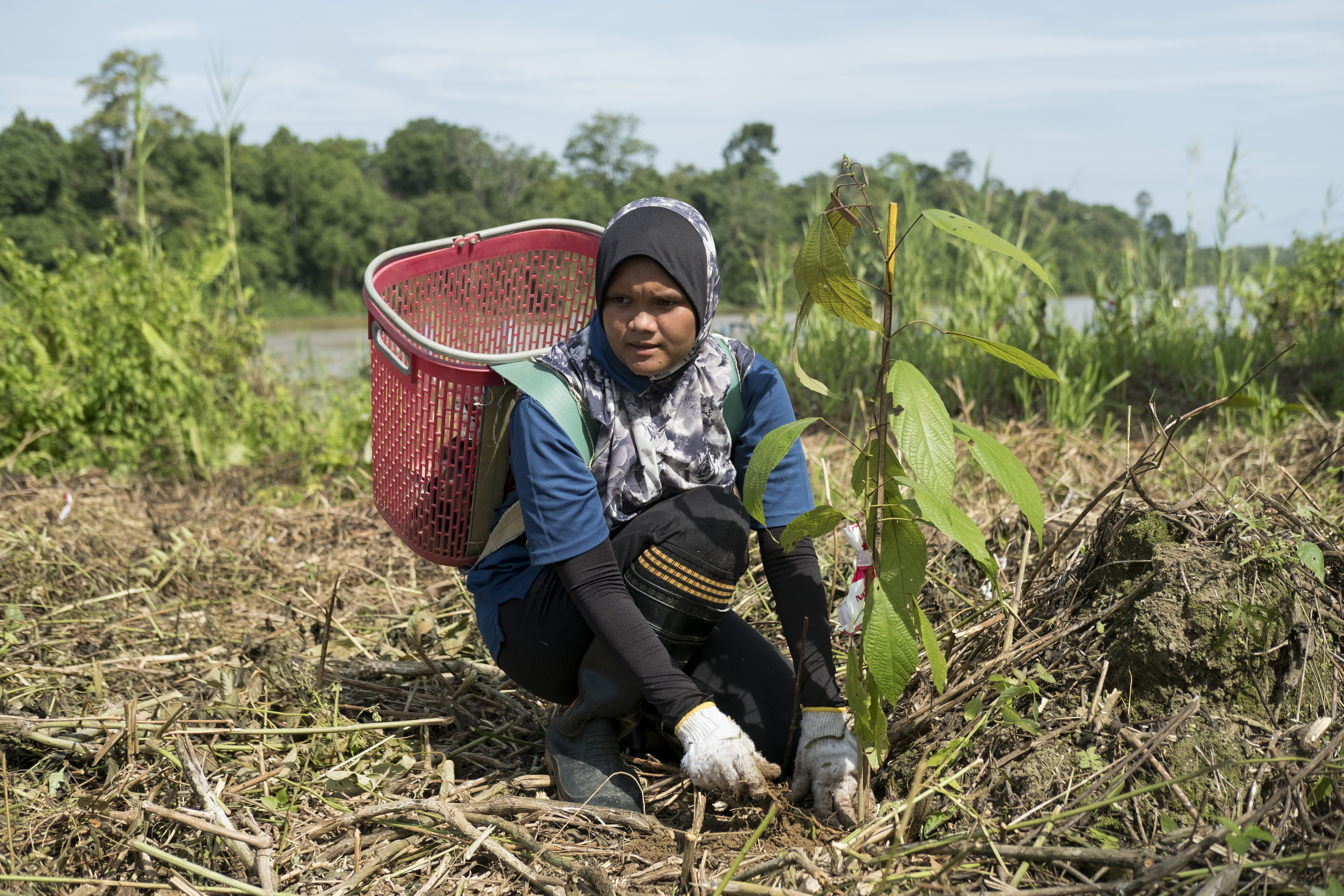 Azrimah plants a Colona serattifolia sapling, one of the species of fast growing pioneer trees, that provide food for wildlife and eventually form the canopy for the new growth forest. The women identify the tree species eaten by various animals by germinating seeds from their droppings. This way they can fast forward the natural process of forest regeneration. “In some of our research plots, we discovered that we have 50 to 60 species of trees growing. Since we started with about 25 species on that plot, we have 30 new species because wildlife is coming back, but it's a 10 to 20 year process," said Marc Ancrenaz of HUTAN, the NGO that started the project. [Alexandra Radu/Al Jazeera]