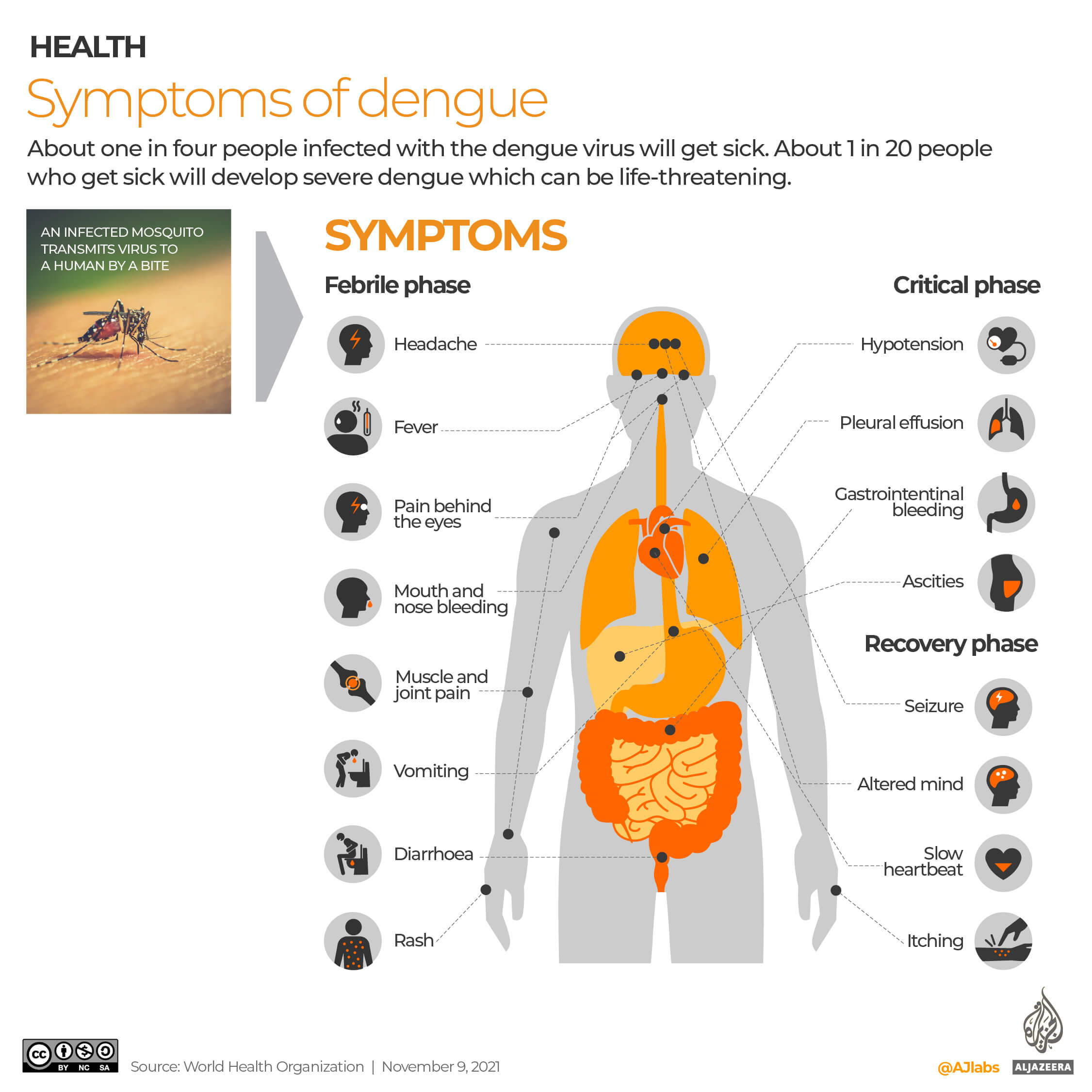 An overview of which human organs come under stress when you have dengue virus 