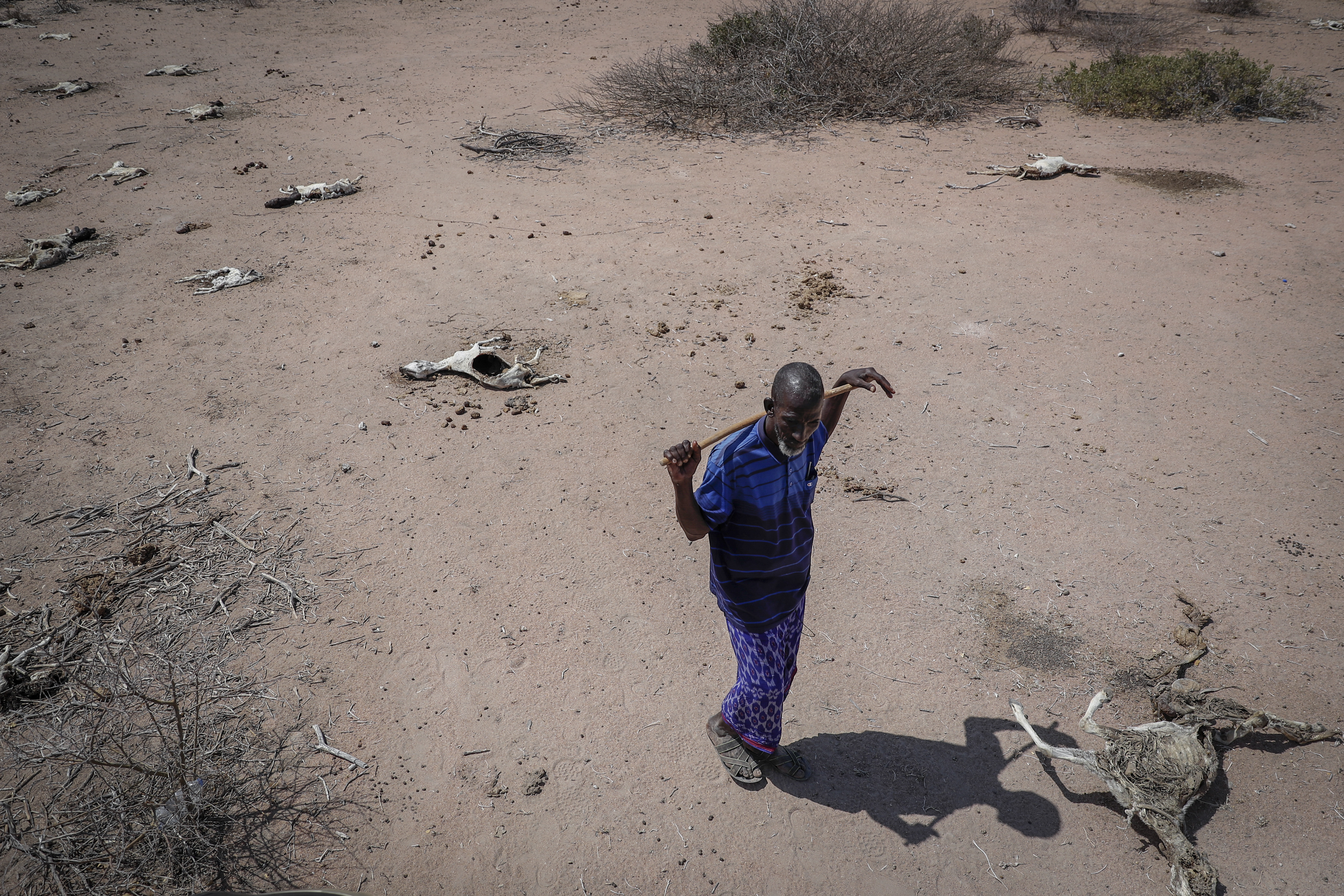 Herder Yusuf Abdullahi walks past the carcasses of his 40 goats that died of hunger in Dertu, Kenya, as climate shocks continue to hit the Horn of Africa [Brian Inganga/AP]
