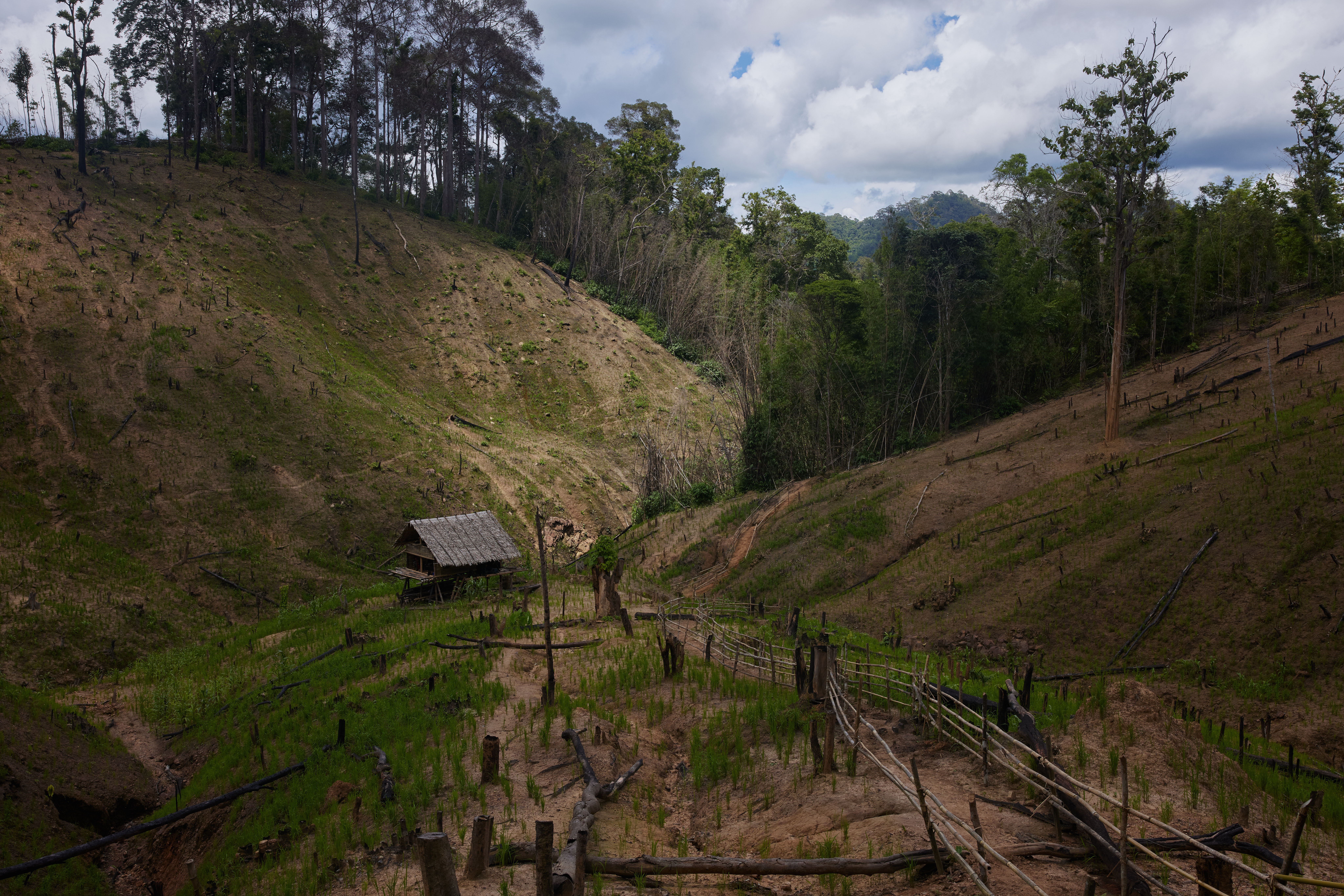 A view over a rice field in Mutraw district, Karen State. [Al Jazeera] - DO NOT USE
