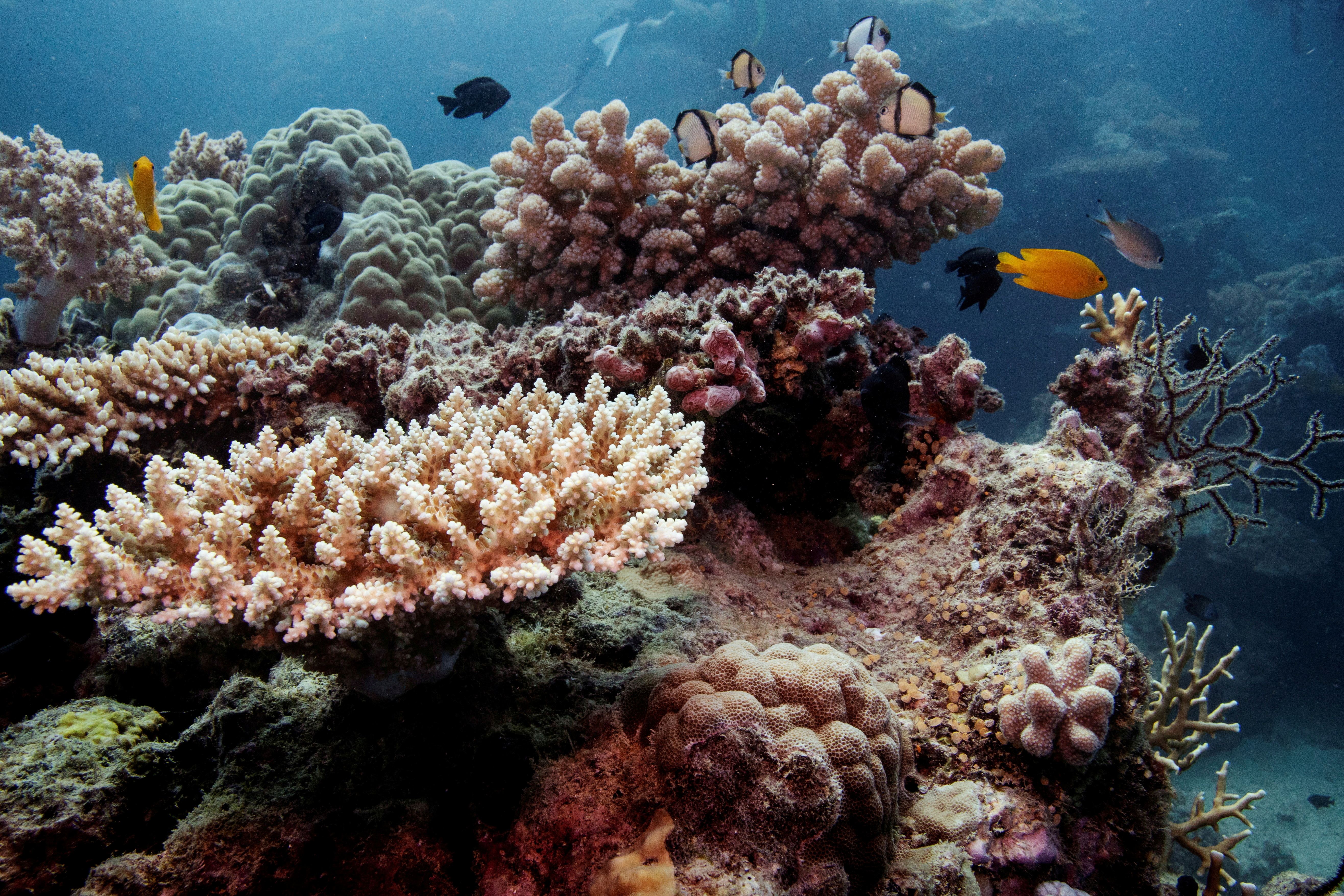 Reef fish swim above recovering coral colonies on the Great Barrier Reef off the coast of Cairns, Australia