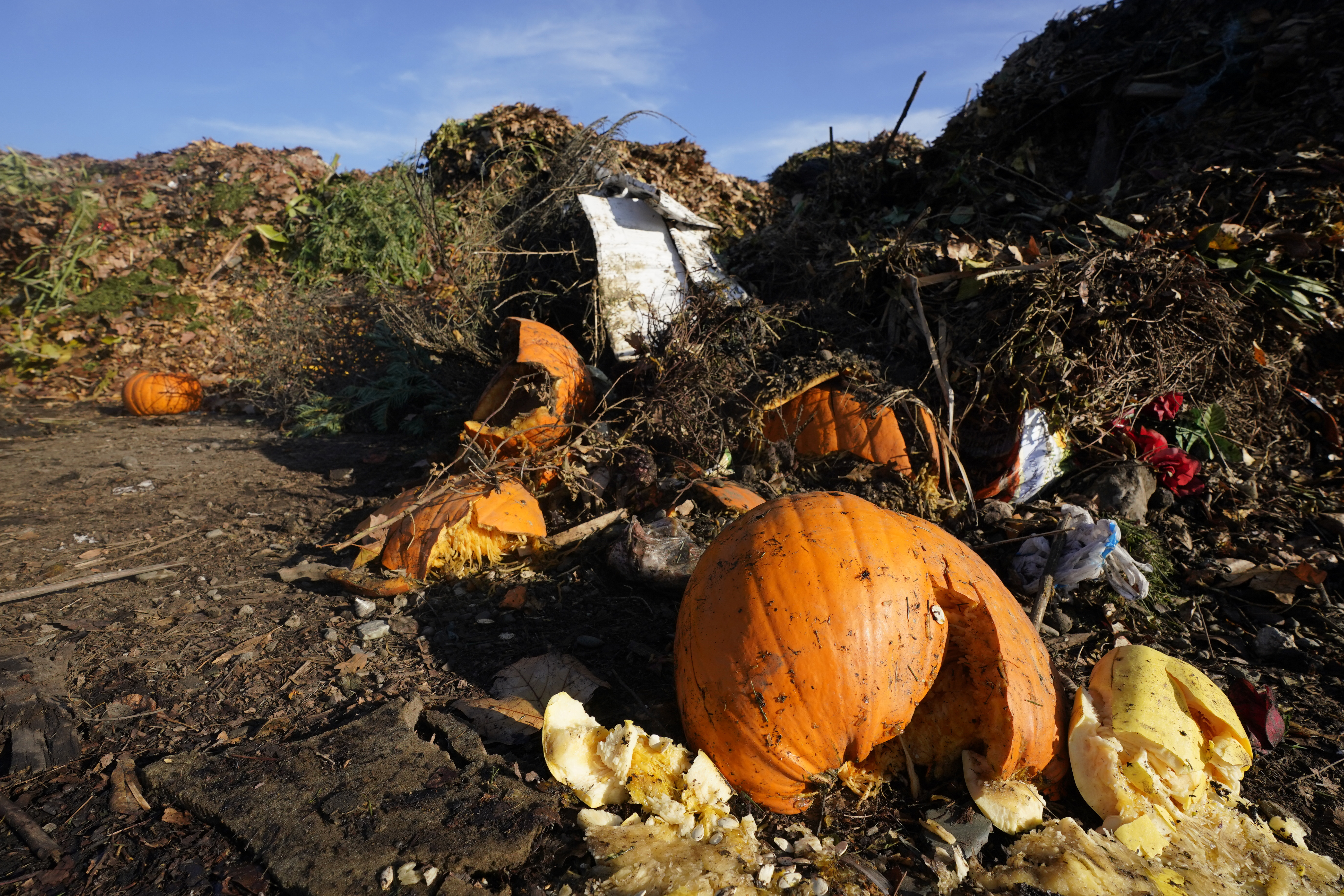 Pumpkins, along with garden waste and other organic waste, await composting at the Anaerobic Composter Facility in Woodland, California.
