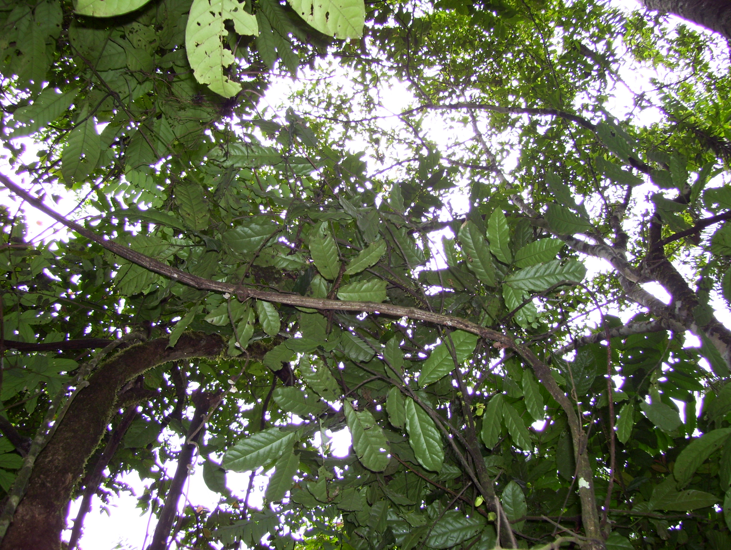 The plant that was named after Leonardo DiCaprio is seen in Cameroon's Ebo forest