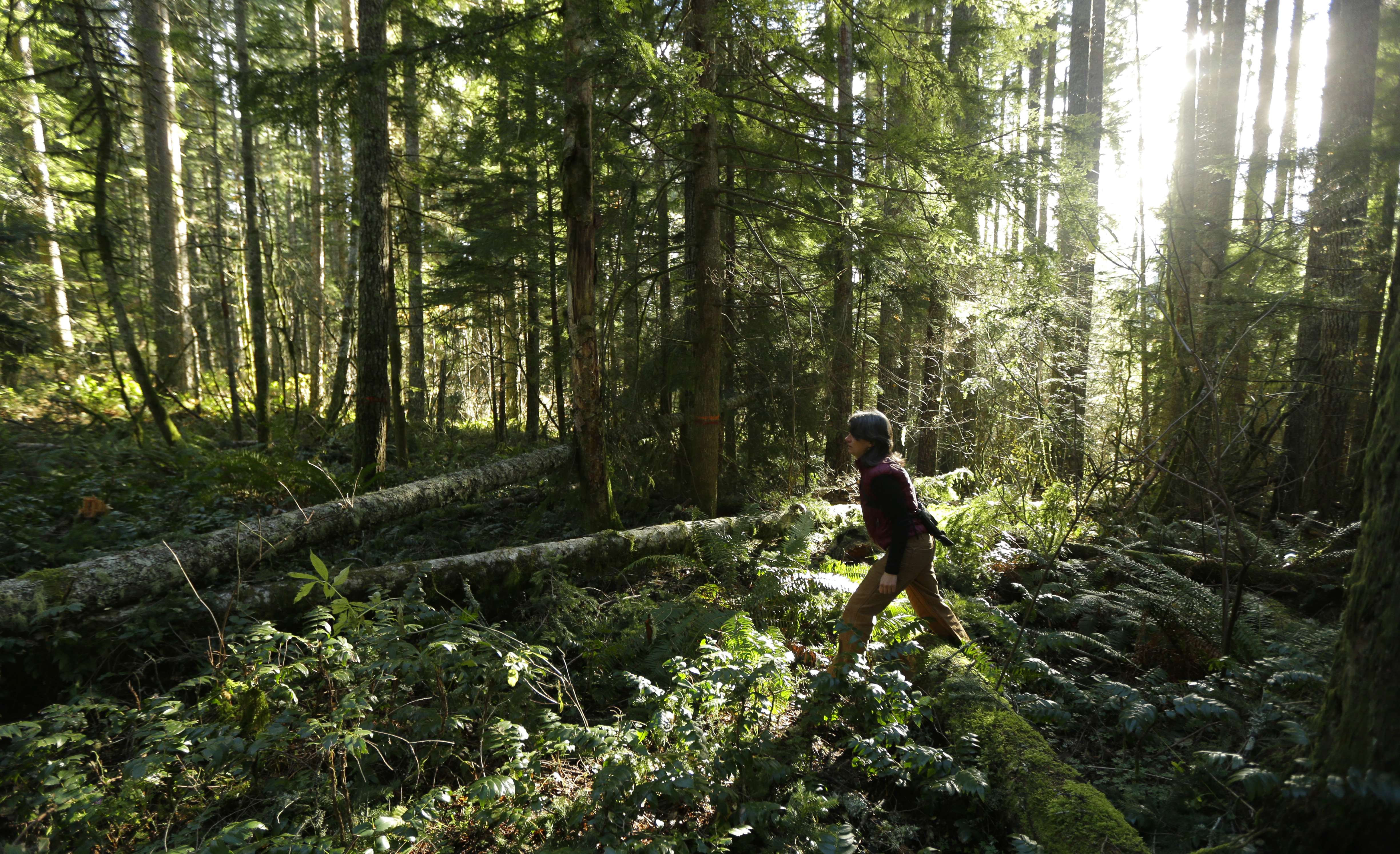 Paula Swedeen, a forest policy specialist for the Washington Environmental Council, walks through forest land adjacent to Mount Rainier National Park