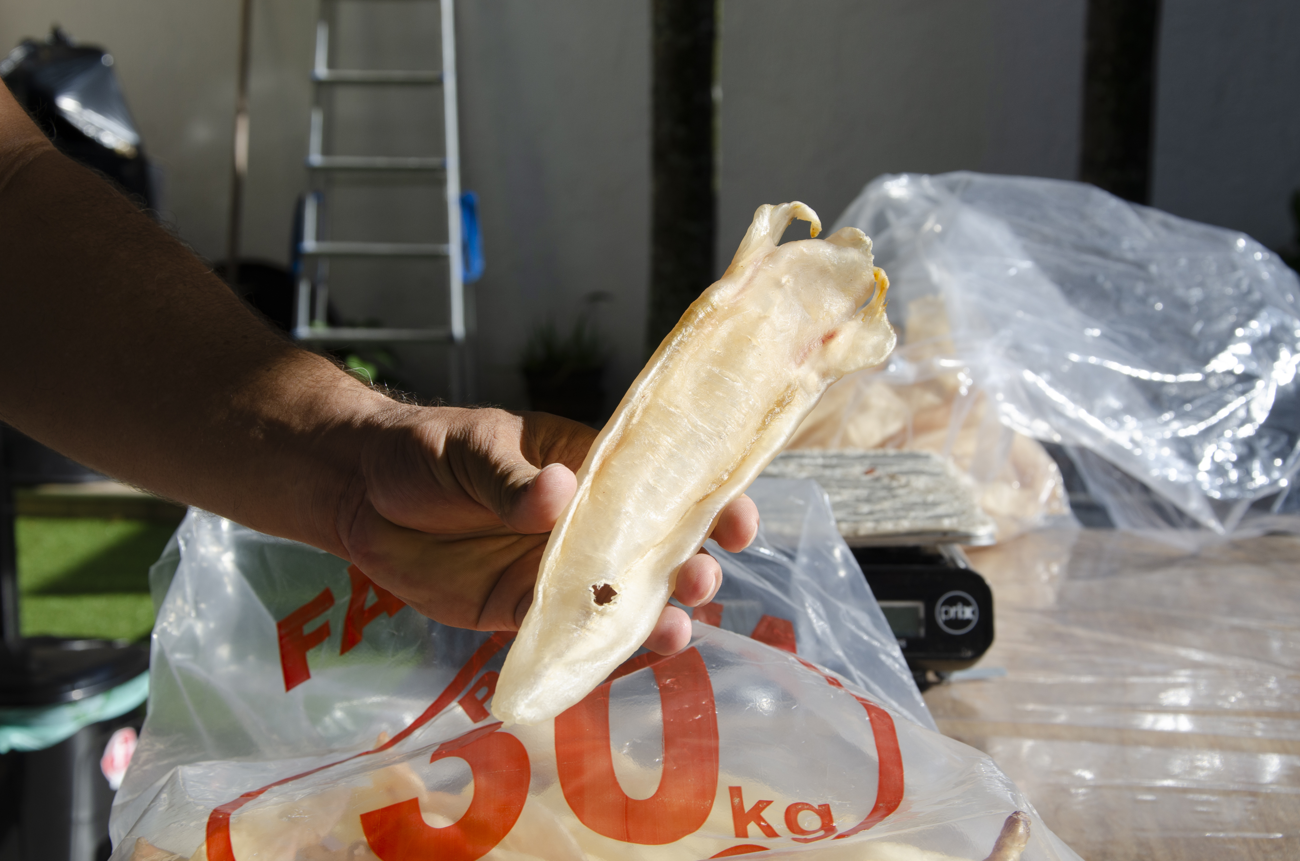 The hand of Marcius Santos holding good quality yellow croaker maw