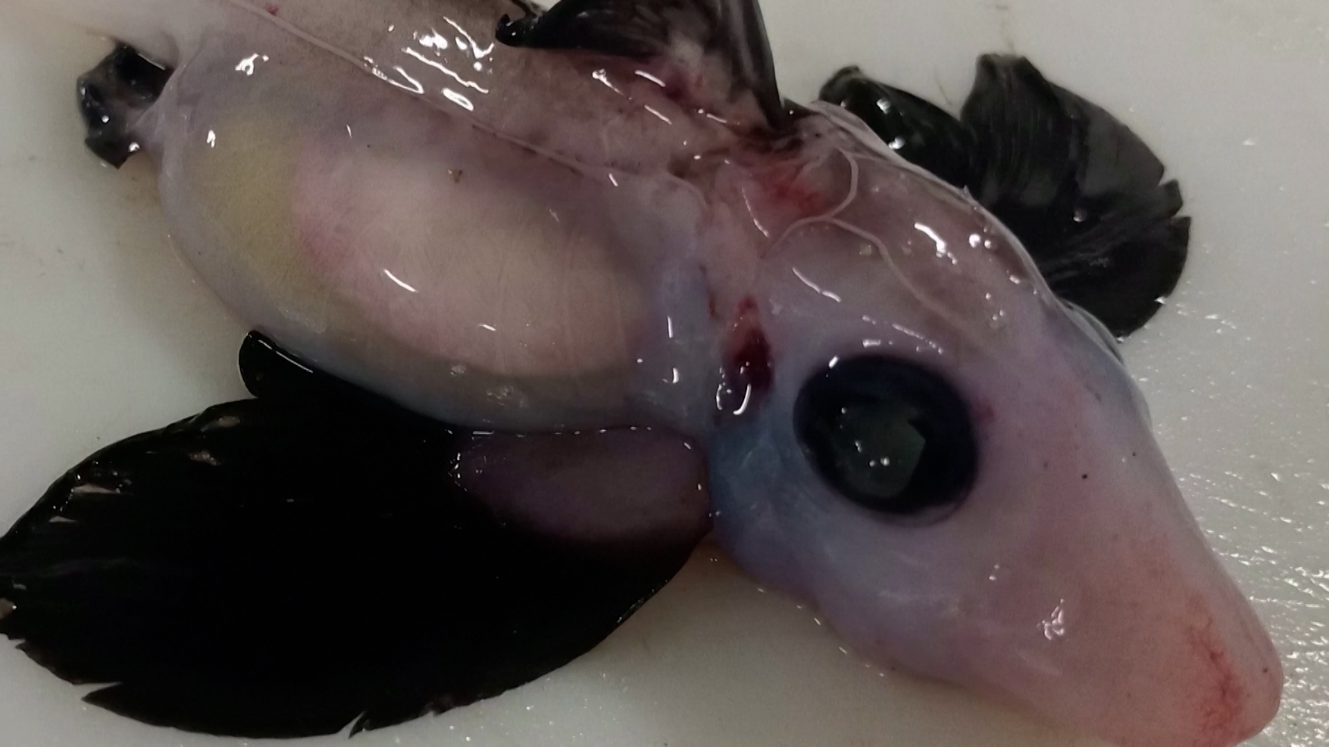 The baby ghost with translucent skin, black fins and large black eyes