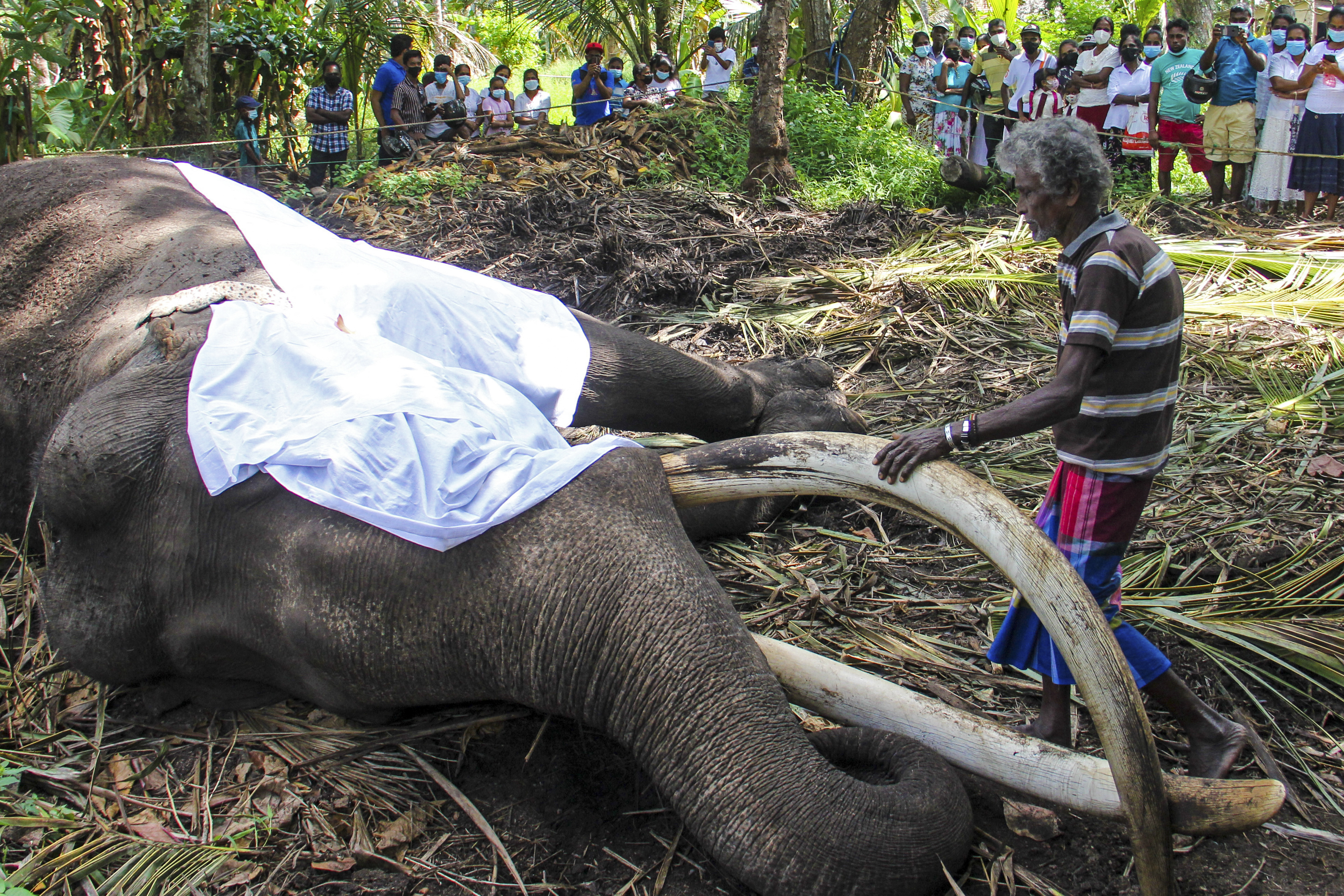 The mahout Wilson Kodituwakku stands next to the body of Sri Lanka's sacred tusker Nadugamuwa Raja