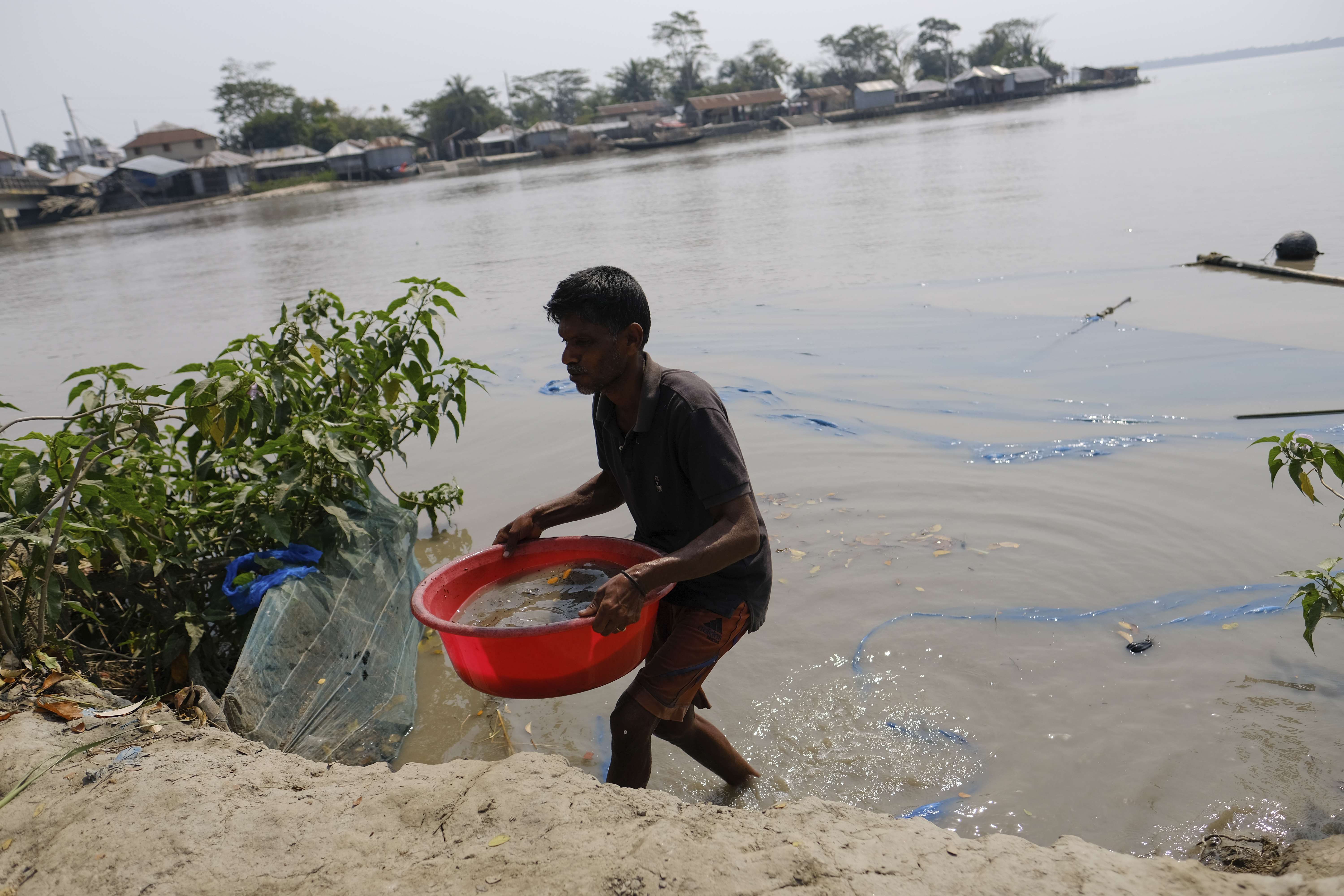 Punur Daan, a fisherman, catches baby shrimp from Pasur River in Mongla